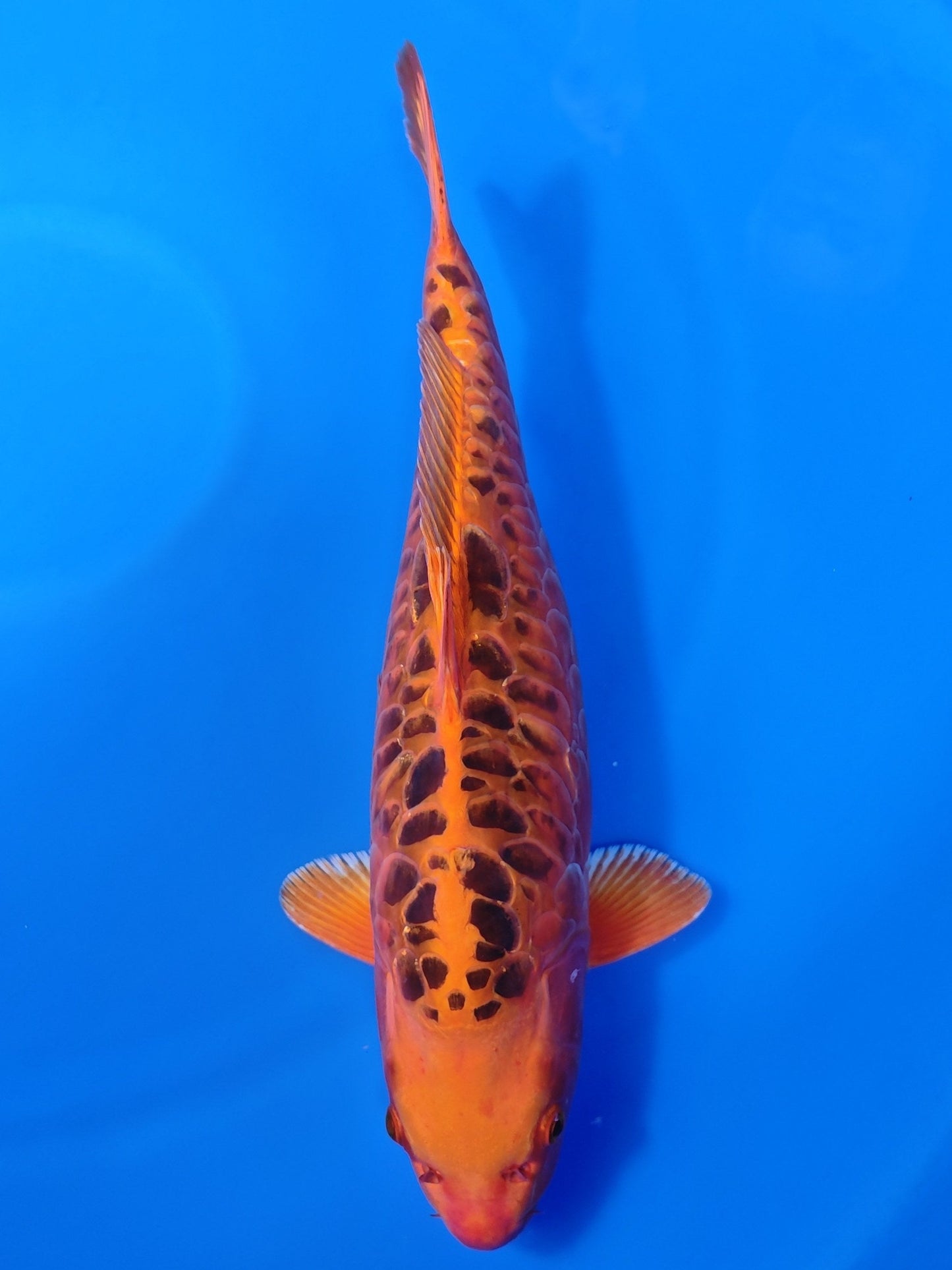 Koi fish for sale — 51 cm Ozumi Ikarashi Aragoke at ChampKoi