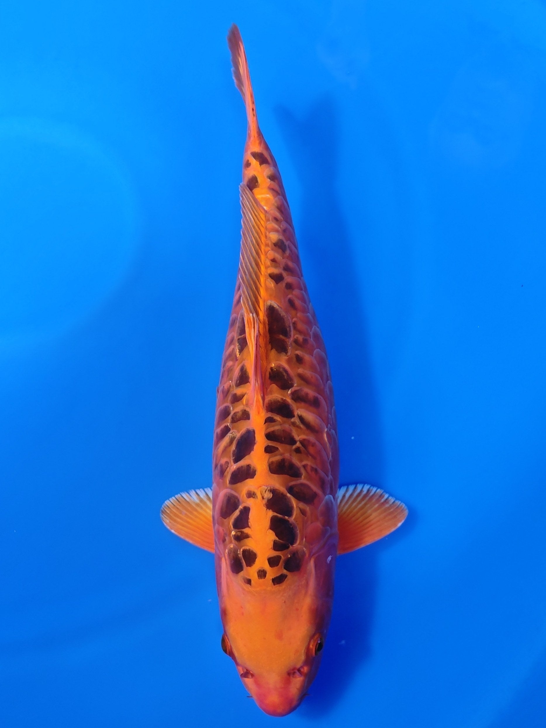 Koi fish for sale — 51 cm Ozumi Ikarashi Aragoke at ChampKoi