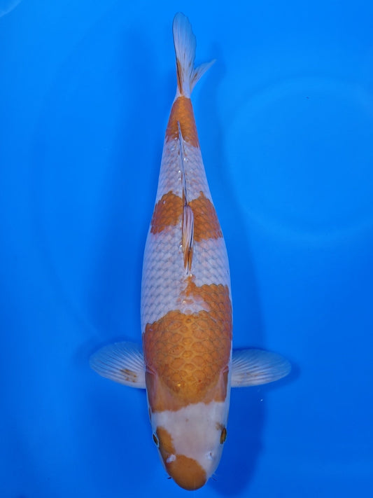 Koi fish for sale — 54 cm Ozumi Ikarashi Ochiba at ChampKoi