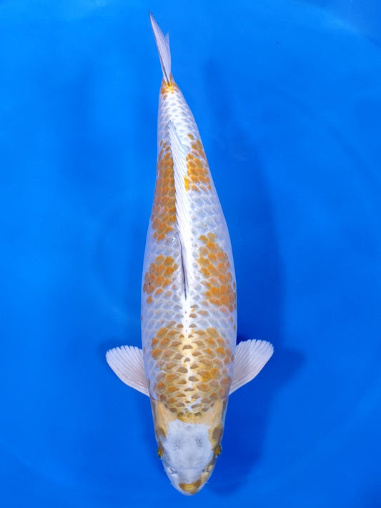 Koi fish for sale — 65 cm Marusei Kogane Ochiba at ChampKoi