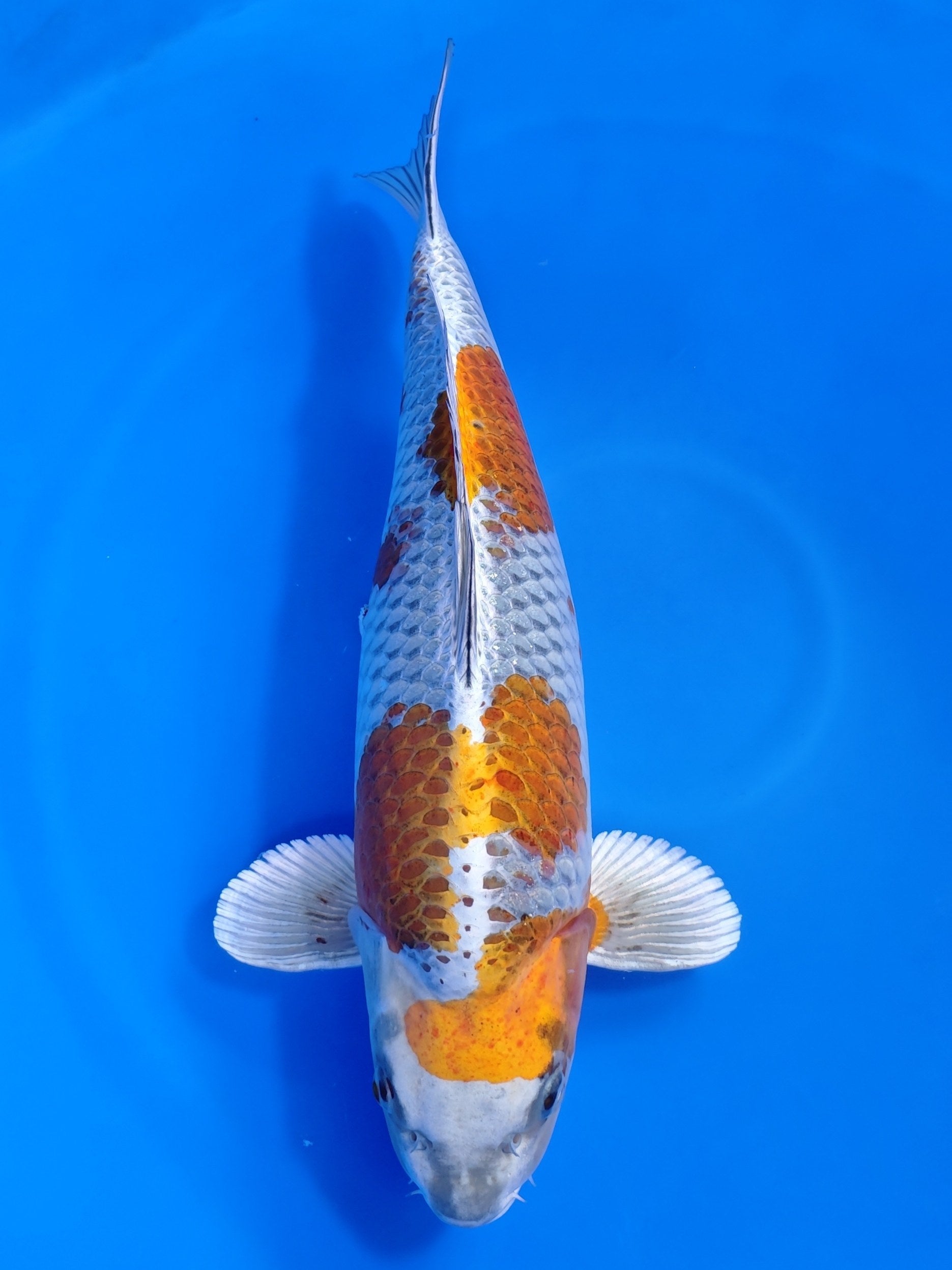 Koi fish for sale — 60 cm Ozumi Ikarashi Kogane Ochiba at ChampKoi