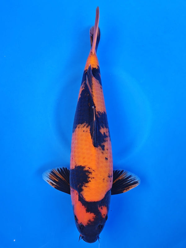 Hi Utsuri