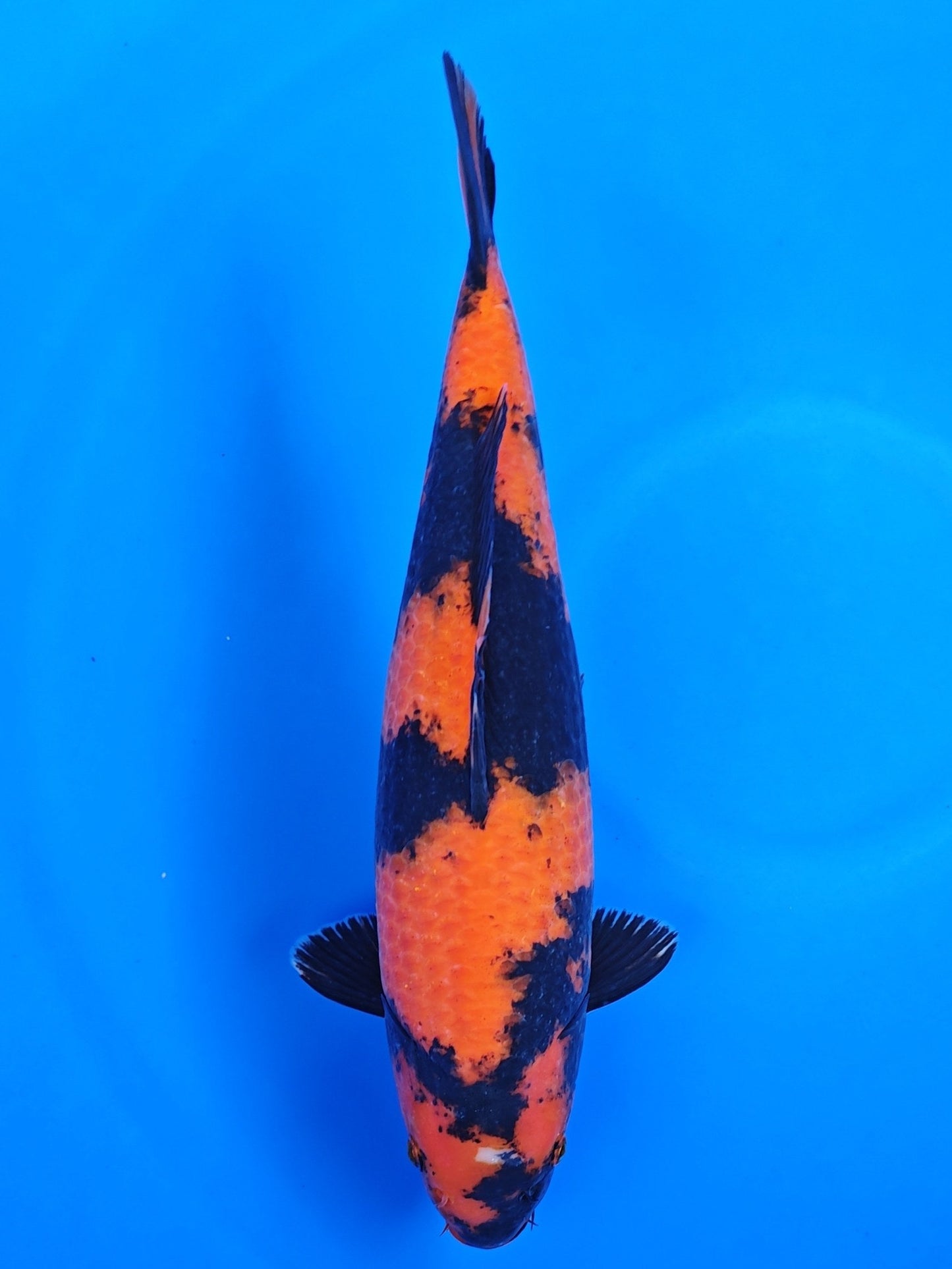 Koi fish for sale — 42 cm Shinoda Hi Utsuri at ChampKoi