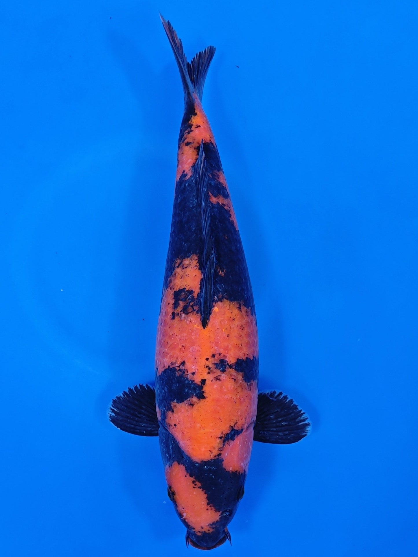 Koi fish for sale — 41 cm Shinoda Hi Utsuri at ChampKoi