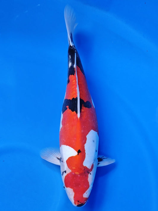 Koi fish for sale — 45 cm Shinoda Doitsu Showa at ChampKoi