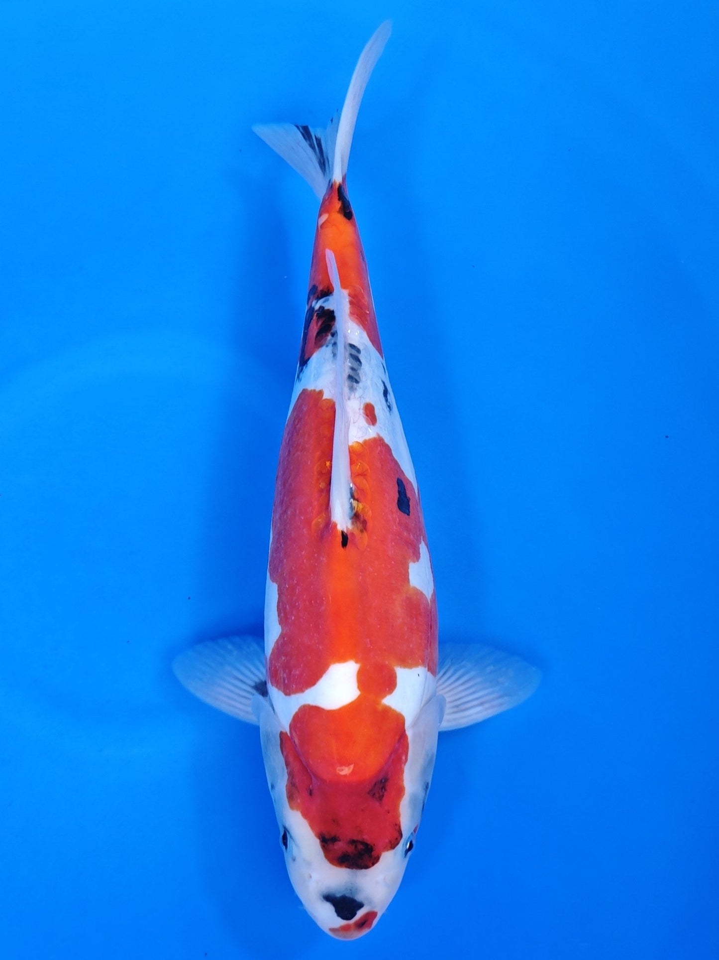 Koi fish for sale — 43 cm Shinoda Doitsu Showa at ChampKoi
