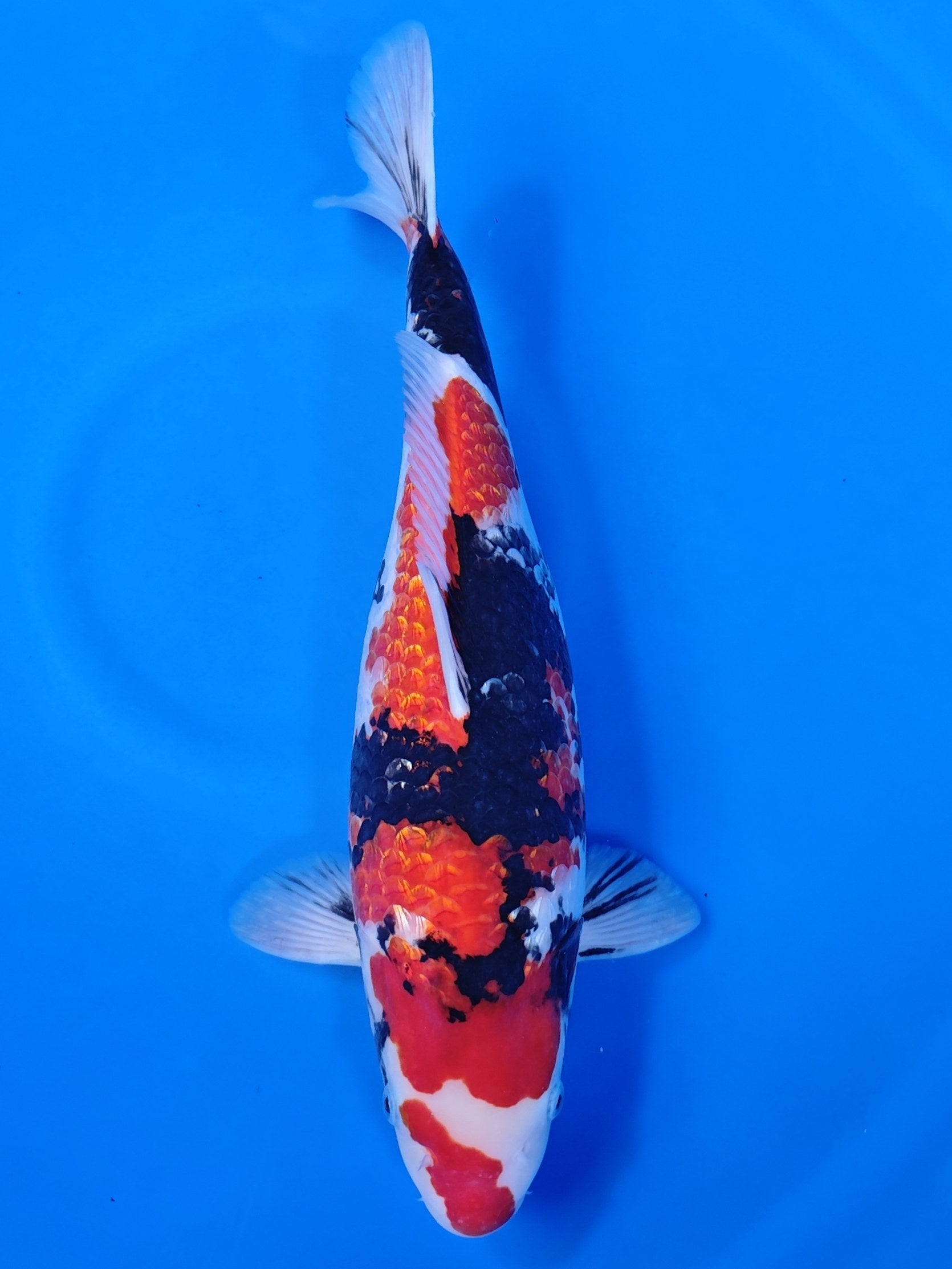 Koi fish for sale — 45 cm Shinoda Ginrin Showa at ChampKoi