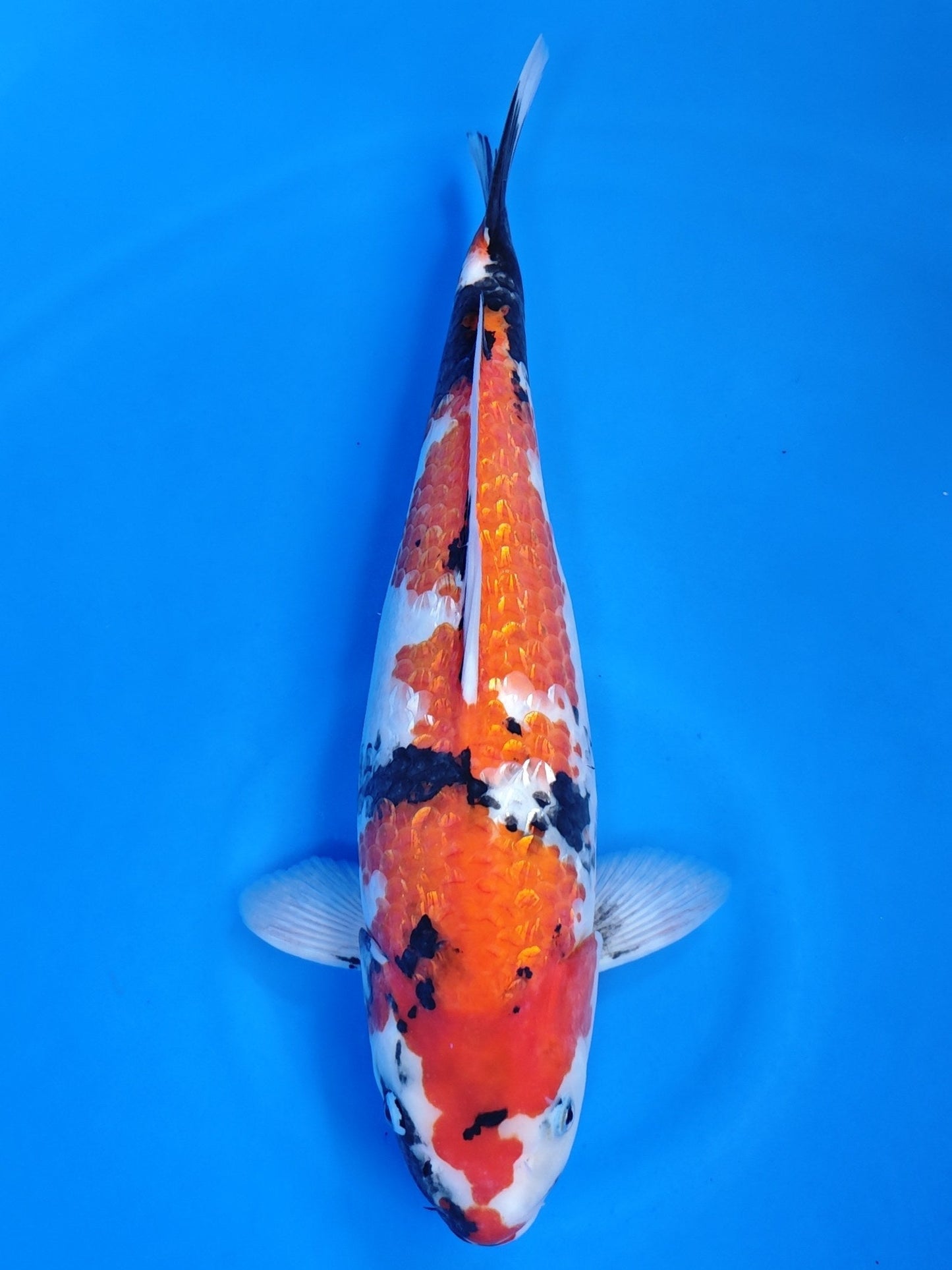Koi fish for sale — 42 cm Shinoda Ginrin Showa at ChampKoi