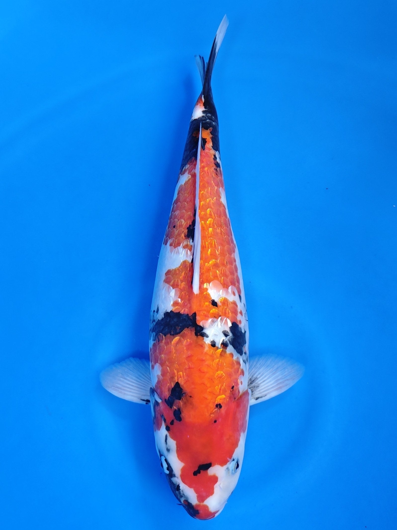 Koi fish for sale — 42 cm Shinoda Ginrin Showa at ChampKoi