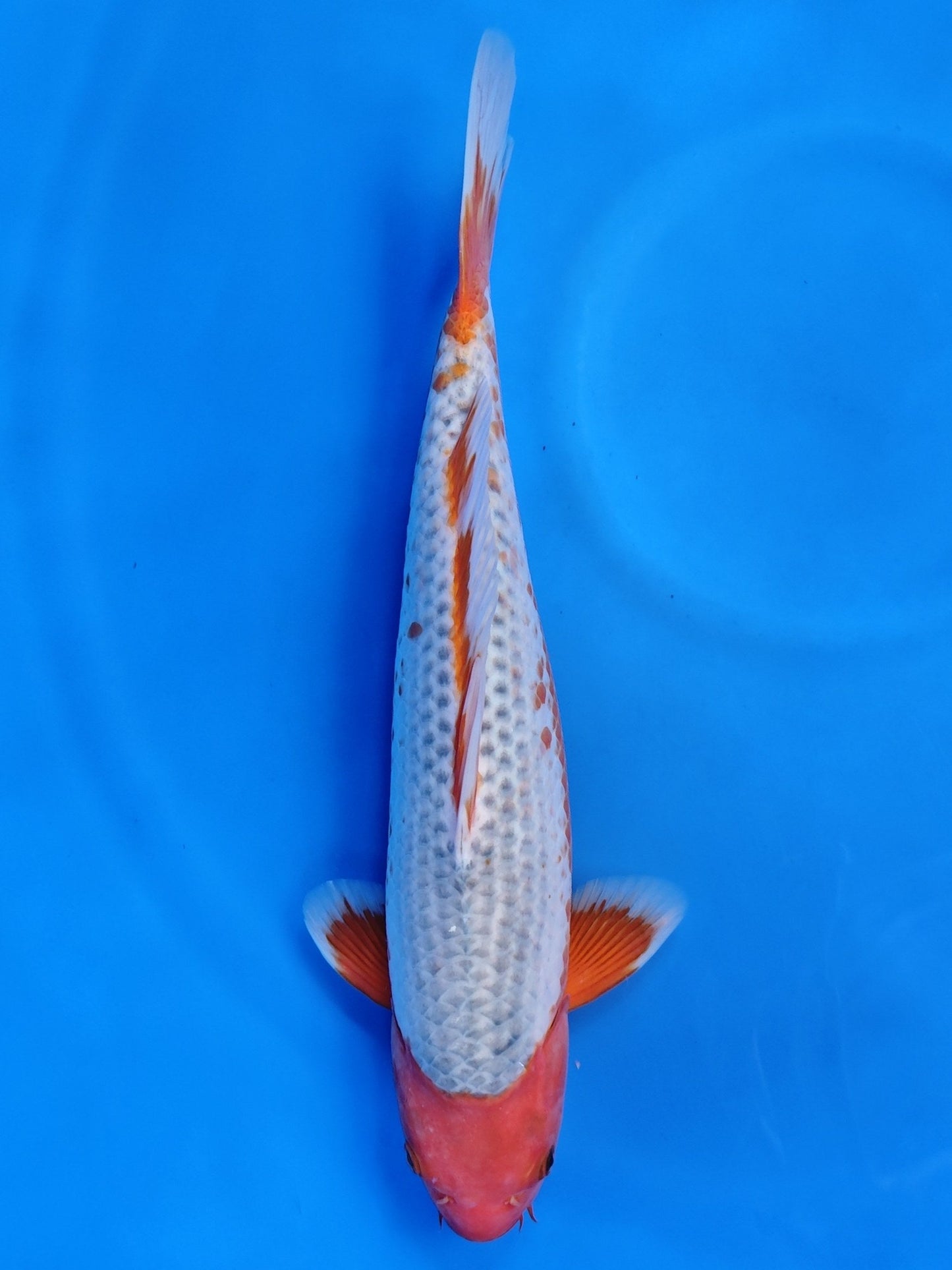 Koi fish for sale — 42 cm Otsuka Yuki Asagi at ChampKoi