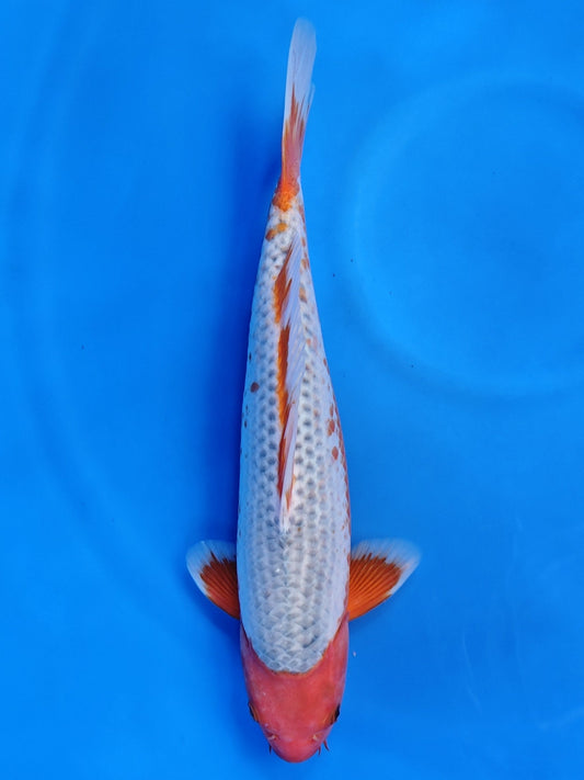 Koi fish for sale — 42 cm Otsuka Yuki Asagi at ChampKoi