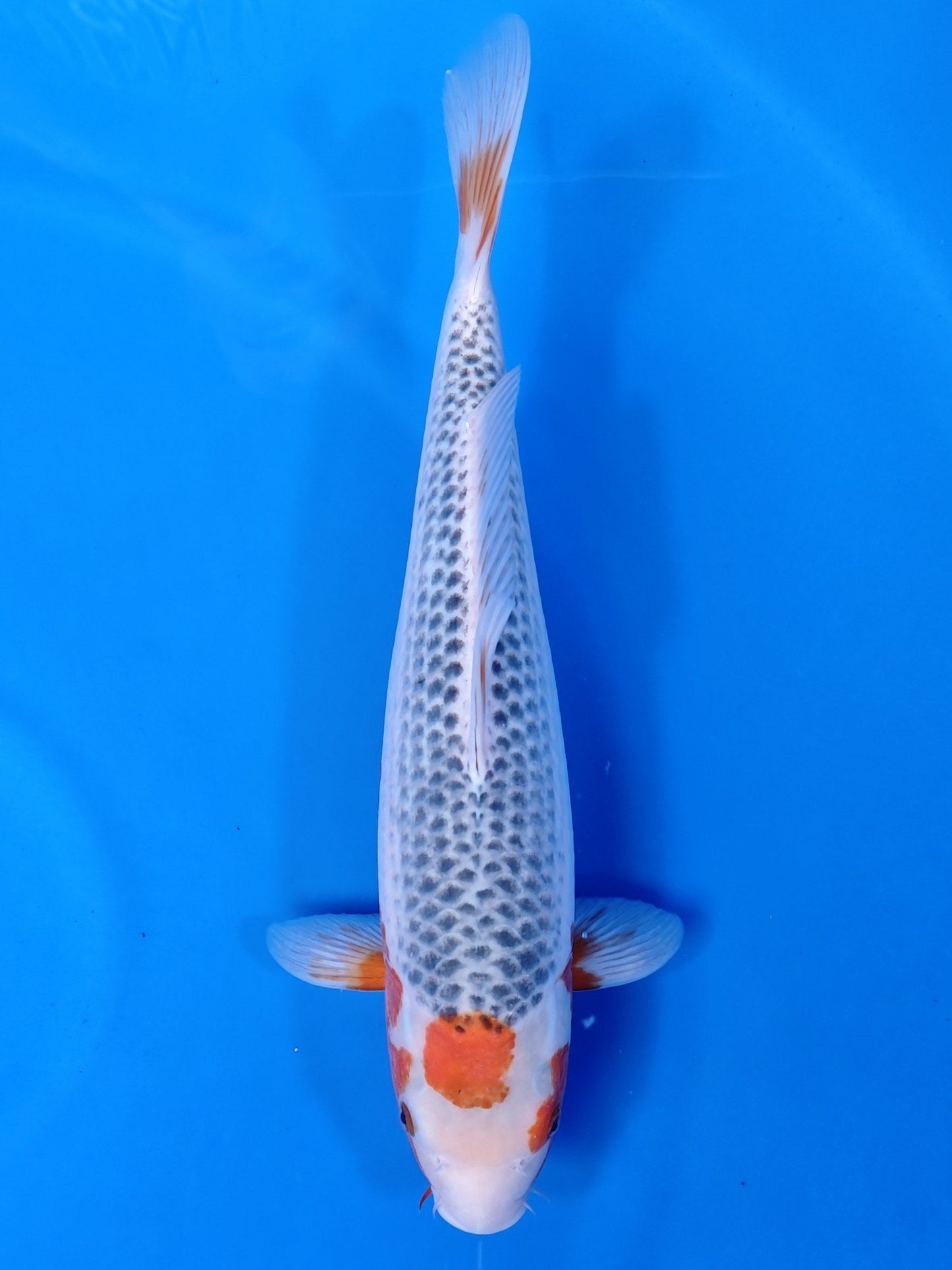 Koi fish for sale — 42 cm Otsuka Asagi at ChampKoi