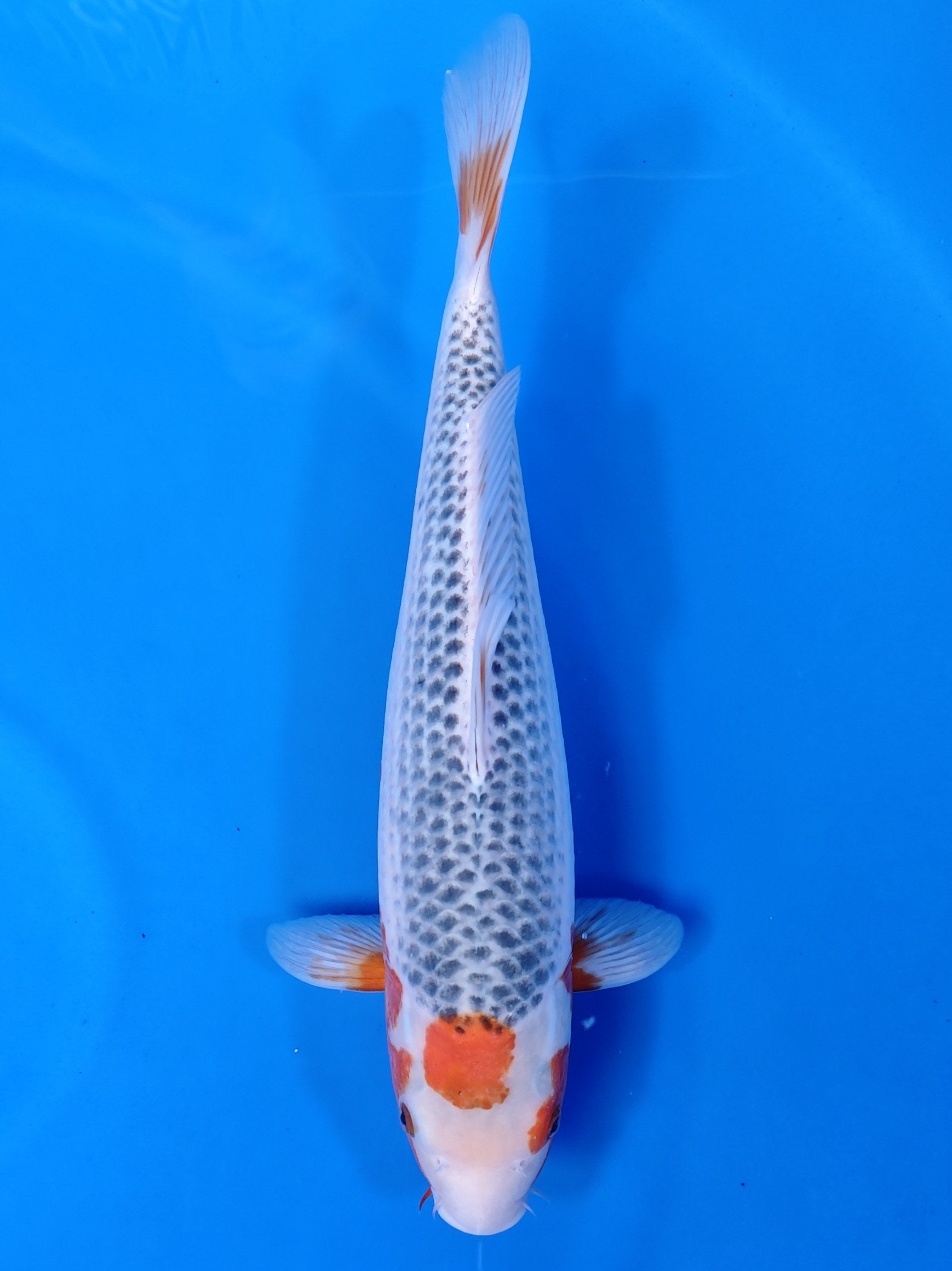Koi fish for sale — 42 cm Otsuka Asagi at ChampKoi
