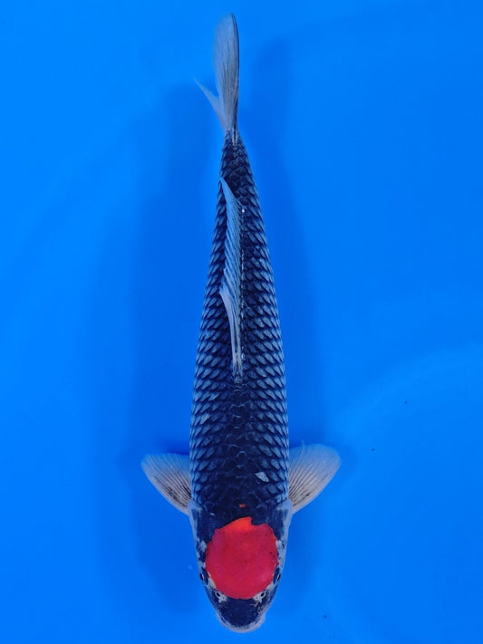 Koi fish for sale — 41 cm Otsuka Tancho Goshiki at ChampKoi