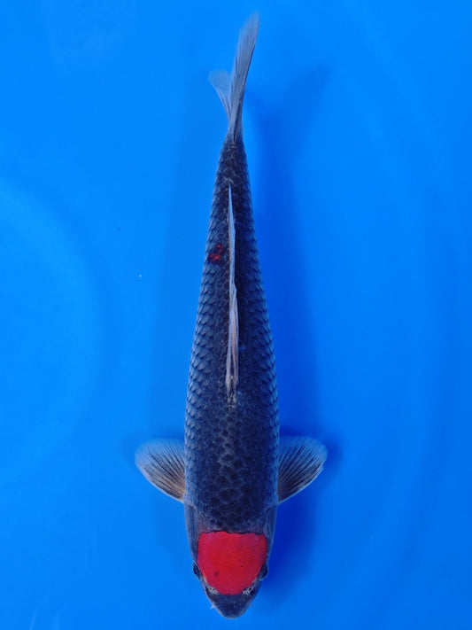 Koi fish for sale — 41 cm Otsuka Tancho Goshiki at ChampKoi