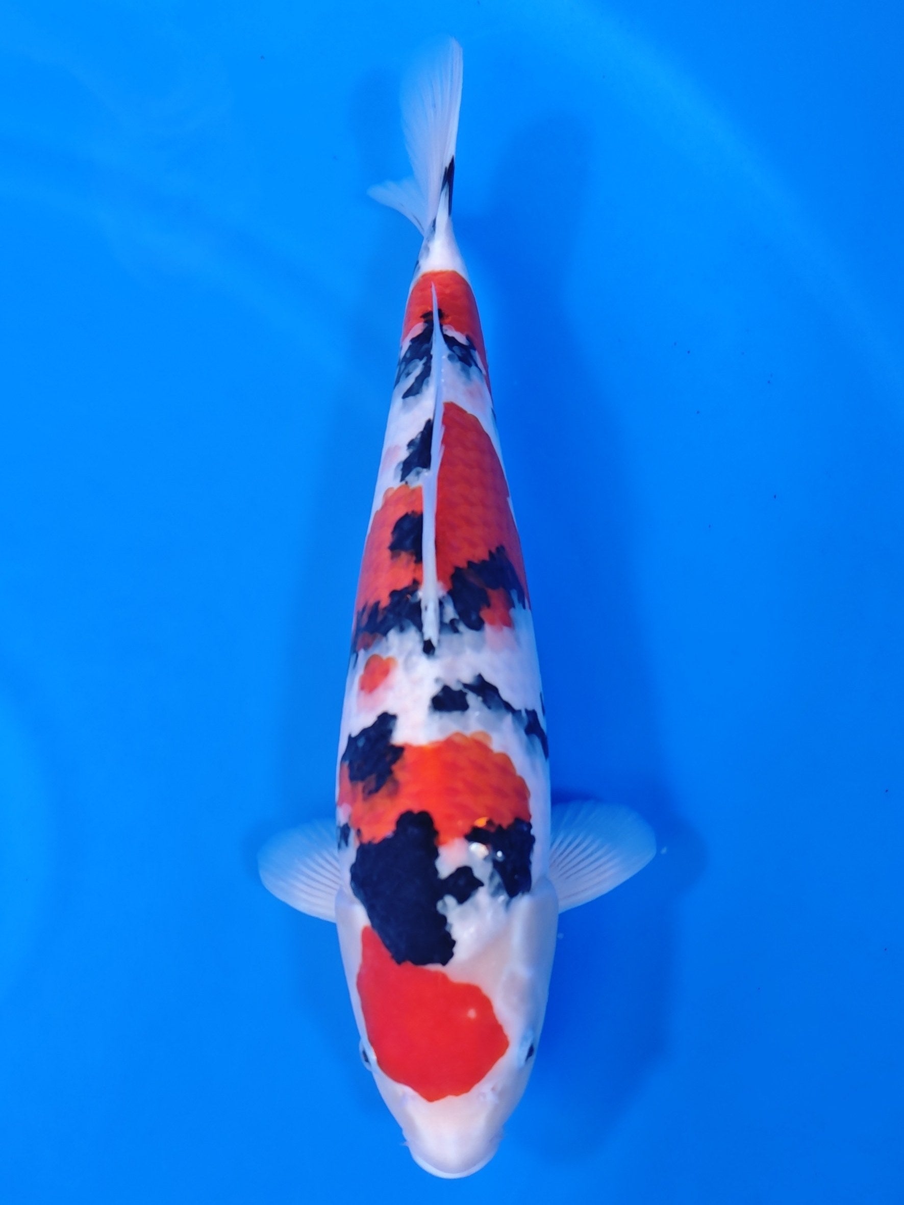 Koi fish for sale — 48 cm Nagoshi Sanke at ChampKoi