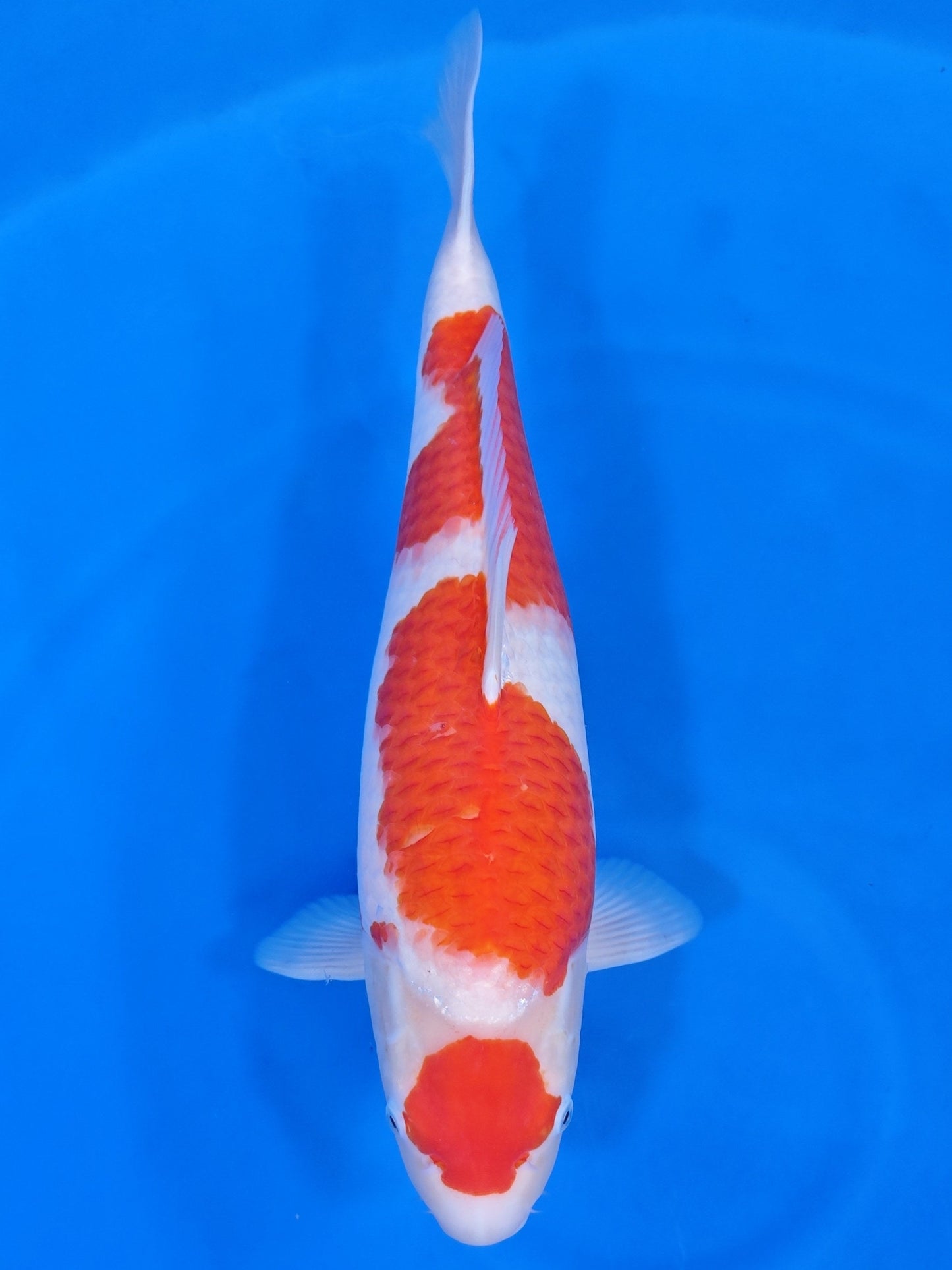 Koi fish for sale — 52 cm Nagoshi Kohaku at ChampKoi