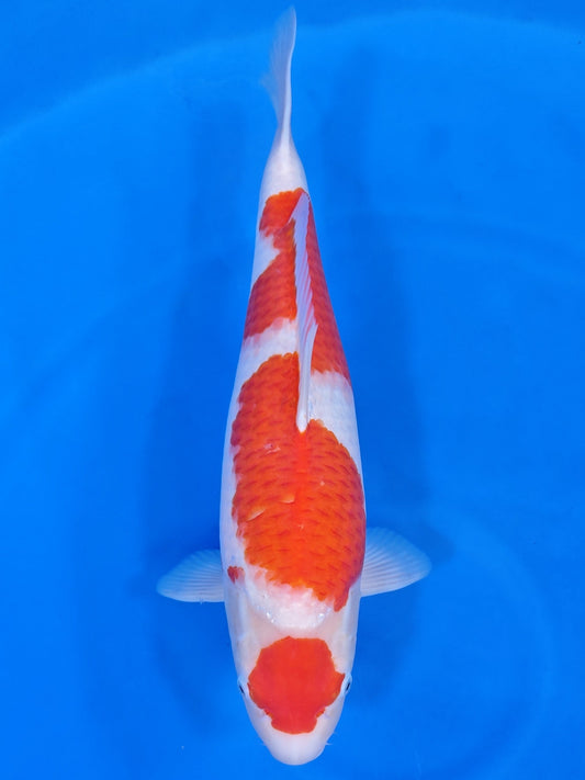 Koi fish for sale — 52 cm Nagoshi Kohaku at ChampKoi