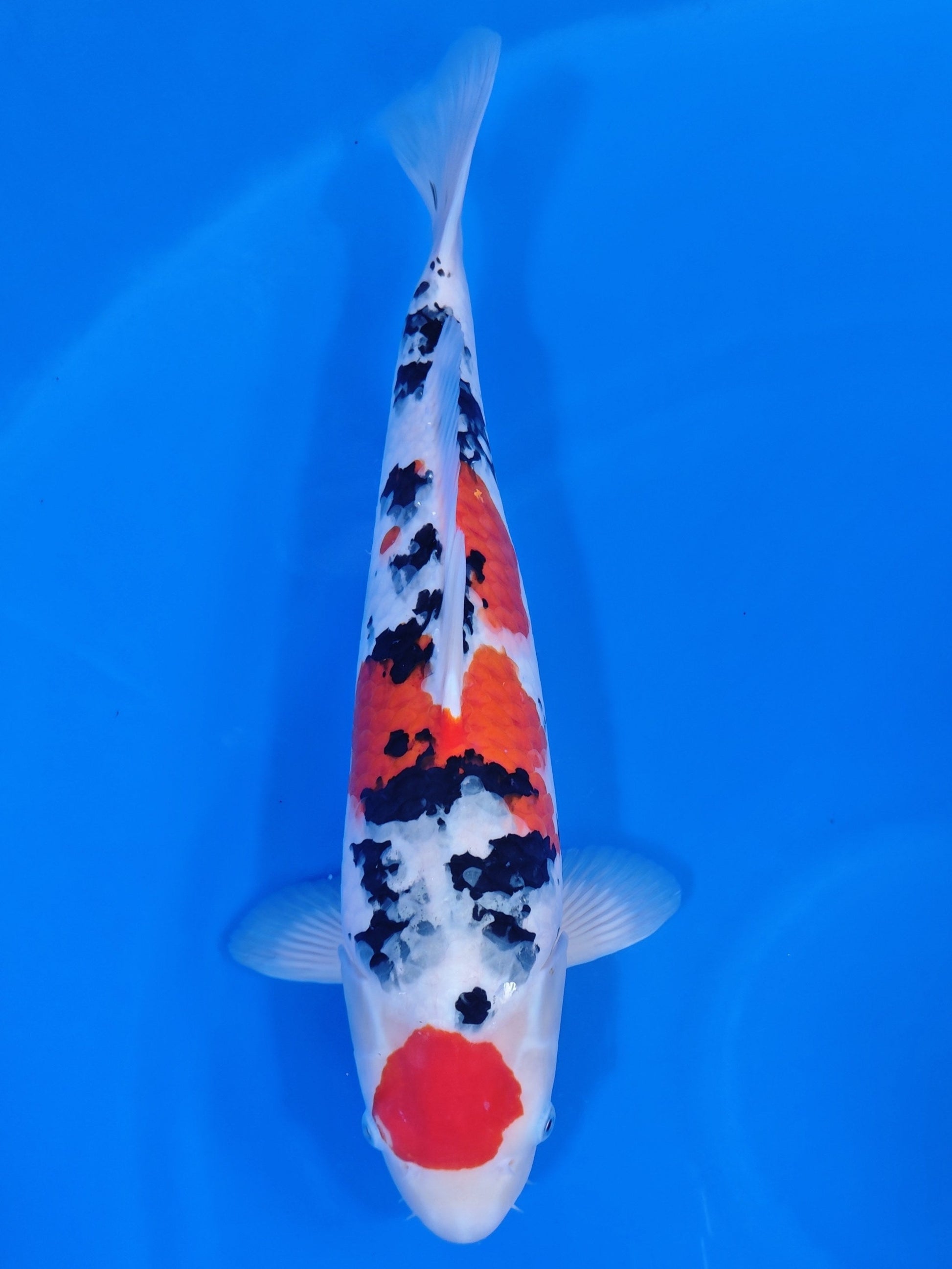 Koi fish for sale — 53 cm Nagoshi Kohaku at ChampKoi