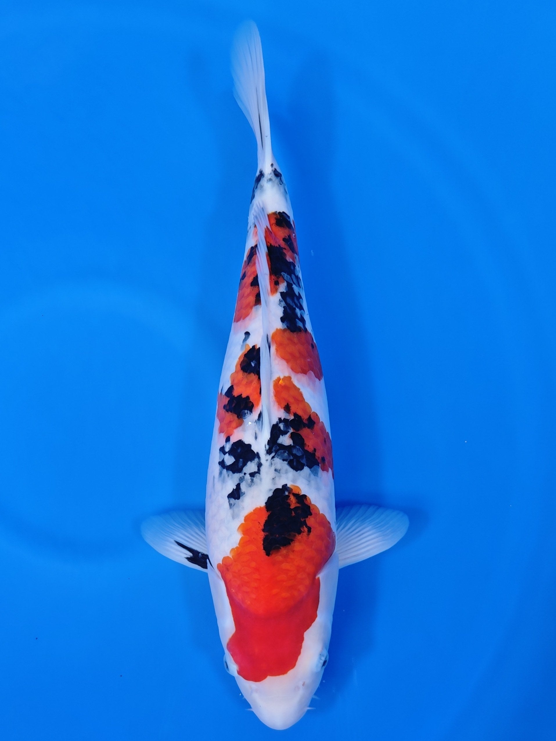 Koi fish for sale — 51 cm Nagoshi Sanke at ChampKoi