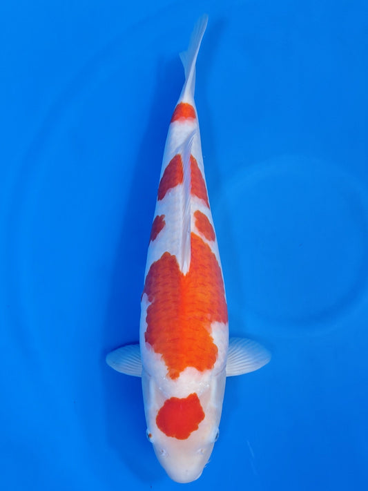 Koi fish for sale — 52 cm Nagoshi Kohaku at ChampKoi