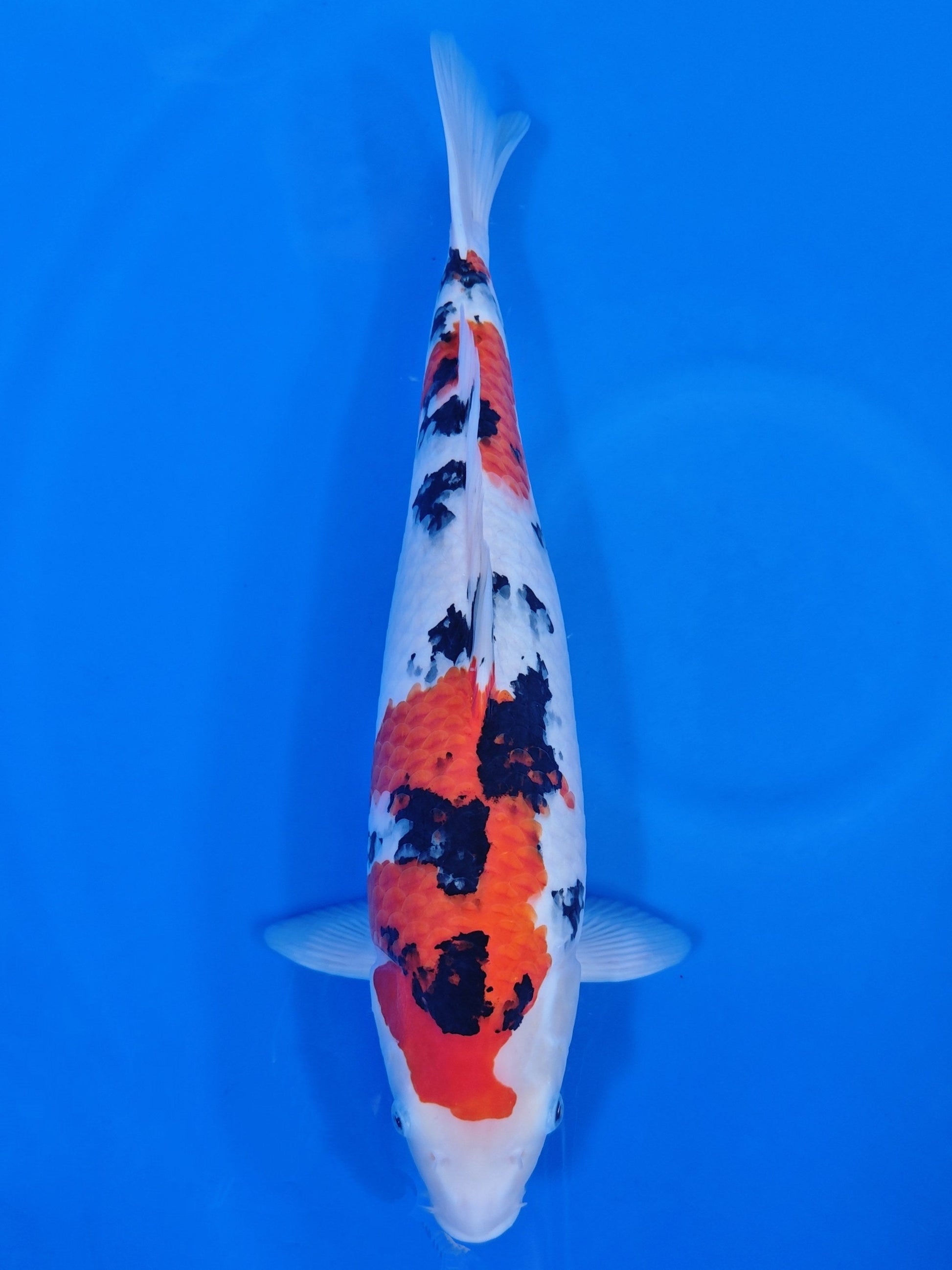 Koi fish for sale — 48 cm Nagoshi Sanke at ChampKoi