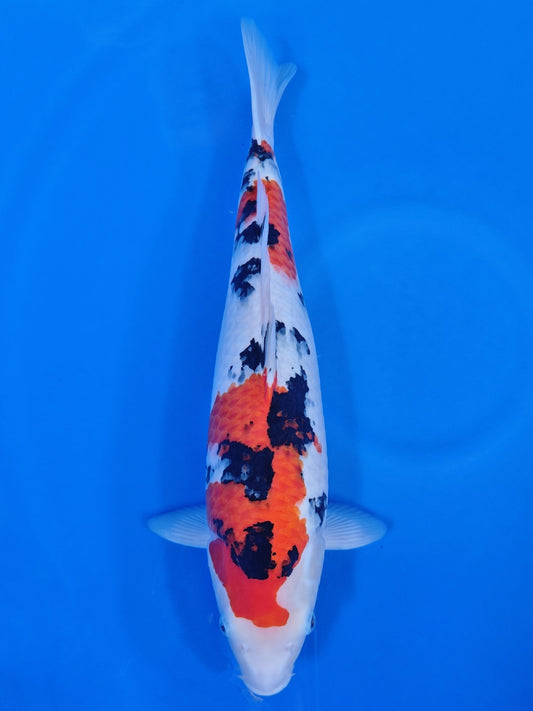 Koi fish for sale — 48 cm Nagoshi Sanke at ChampKoi