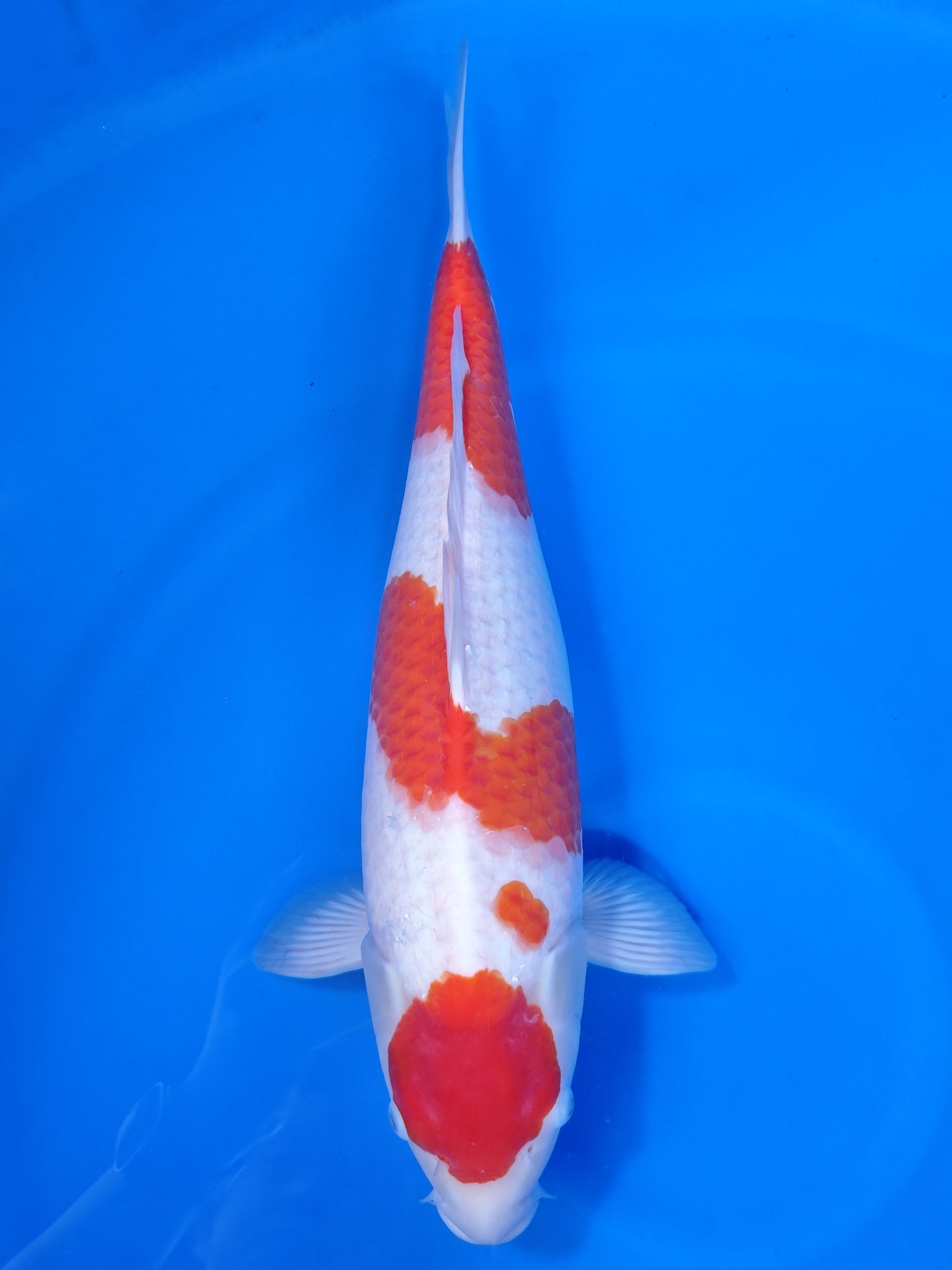 Koi fish for sale — 52 cm Nagoshi Kohaku at ChampKoi