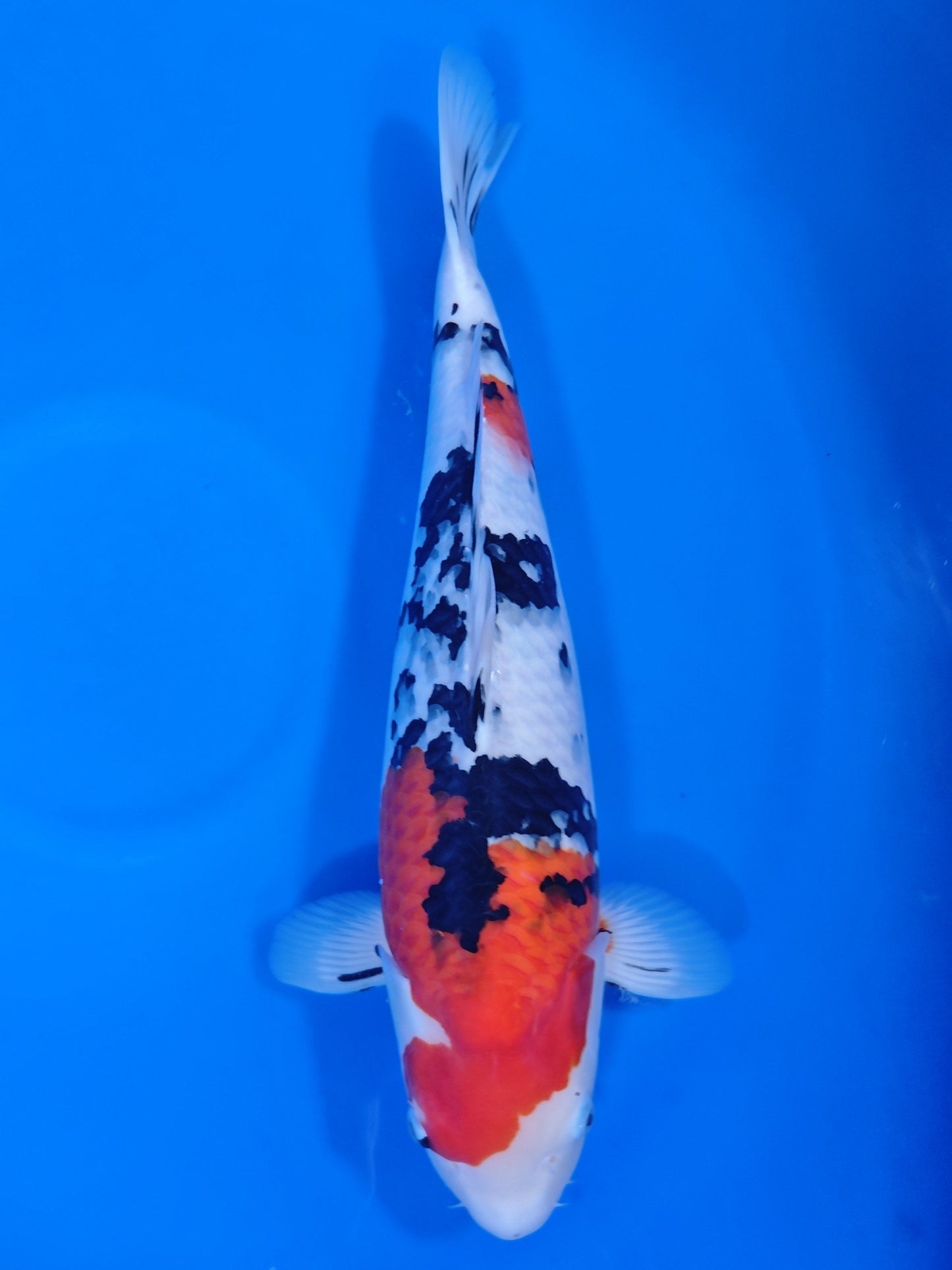 Koi fish for sale — 52 cm Nagoshi Sanke at ChampKoi