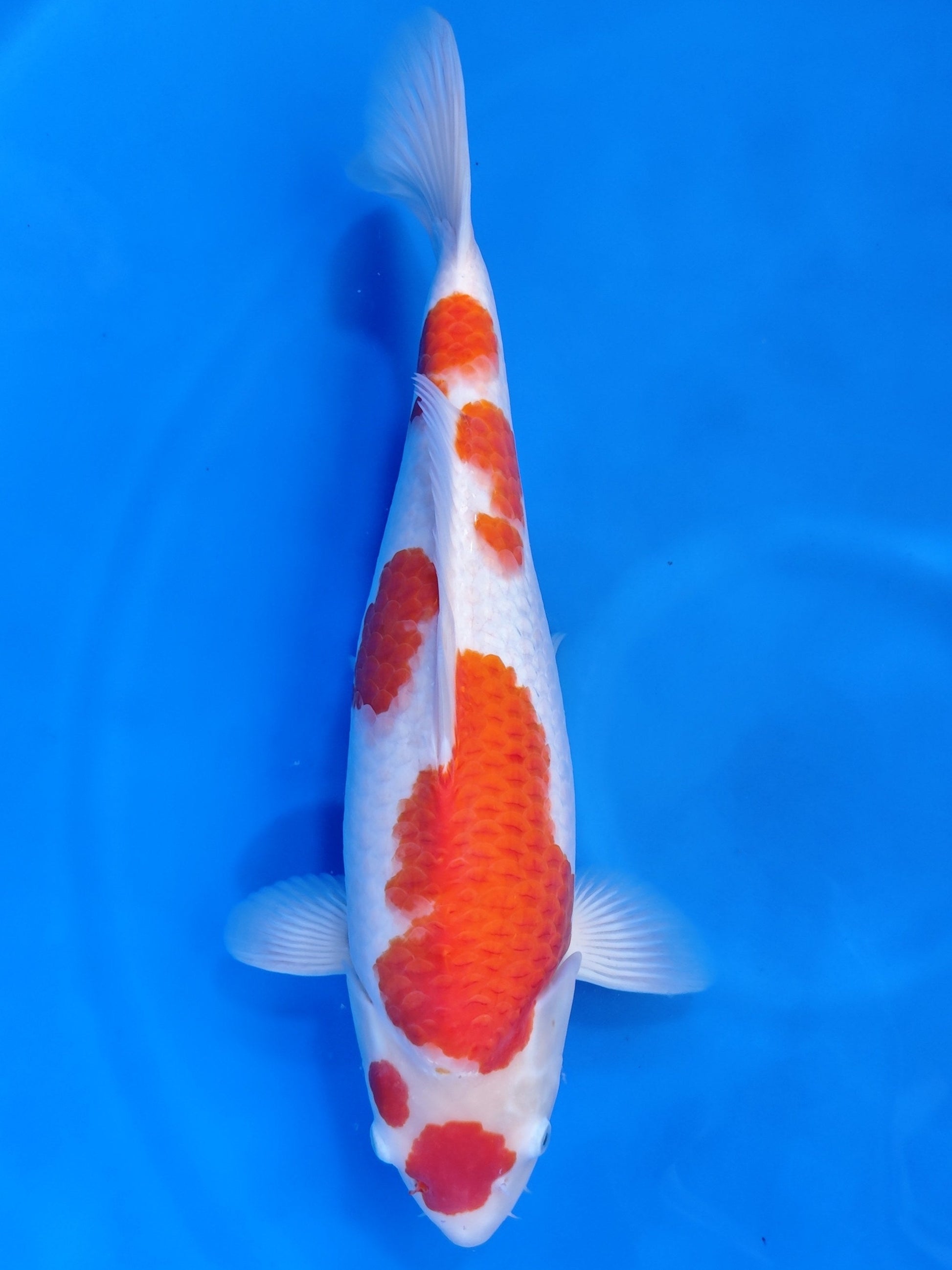 Koi fish for sale — 52 cm Nagoshi Kohaku at ChampKoi