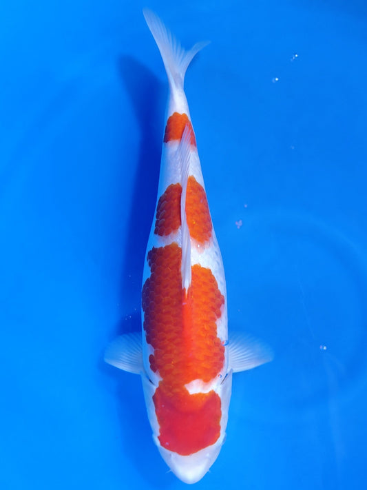 Koi fish for sale — 48 cm Nagoshi Kohaku at ChampKoi