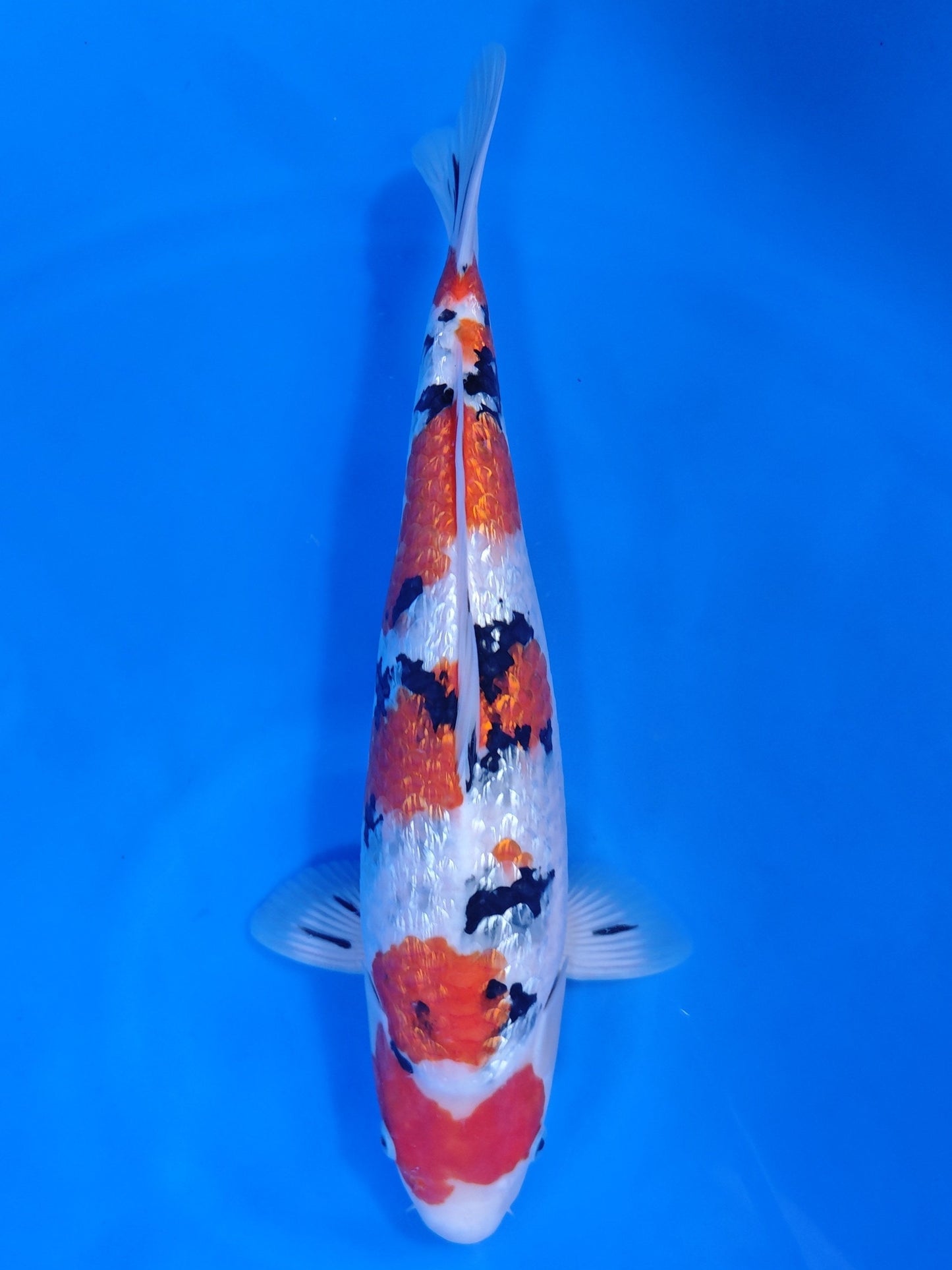 Koi fish for sale — 45 cm Nagoshi Ginrin Sanke at ChampKoi