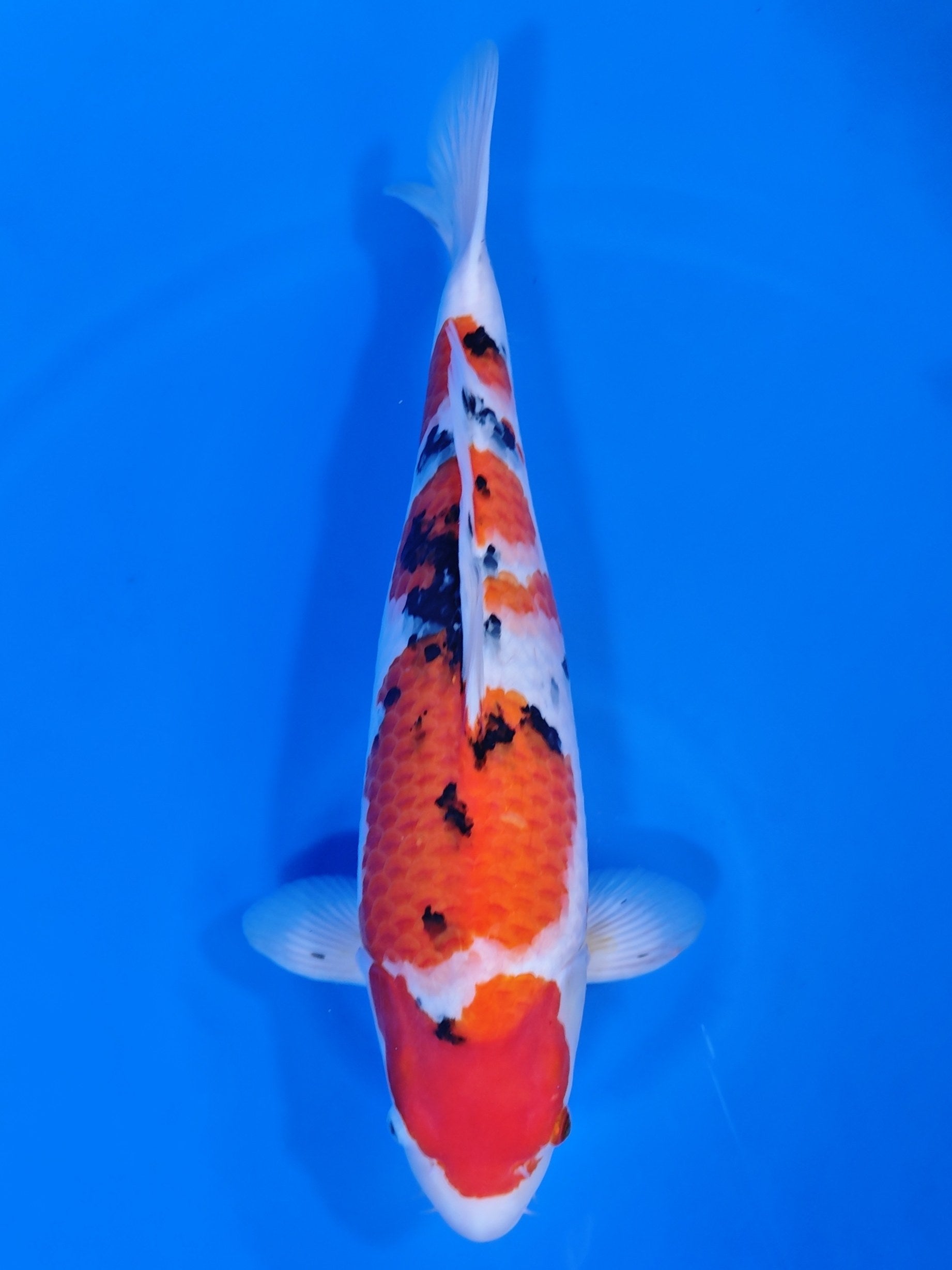 Koi fish for sale — 45 cm Nagoshi Ginrin Sanke at ChampKoi