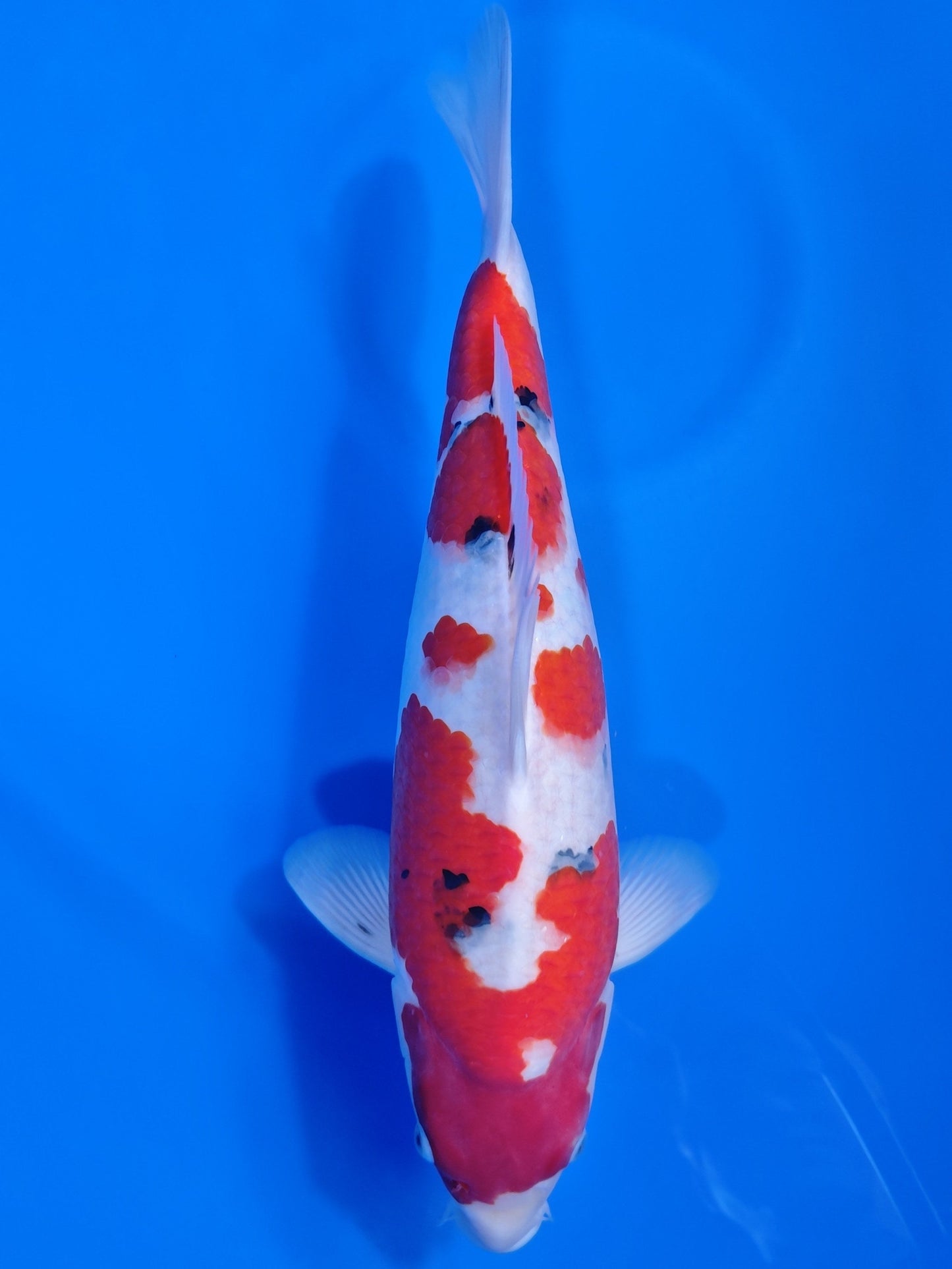 Koi fish for sale — 53 cm Nagoshi Sanke at ChampKoi