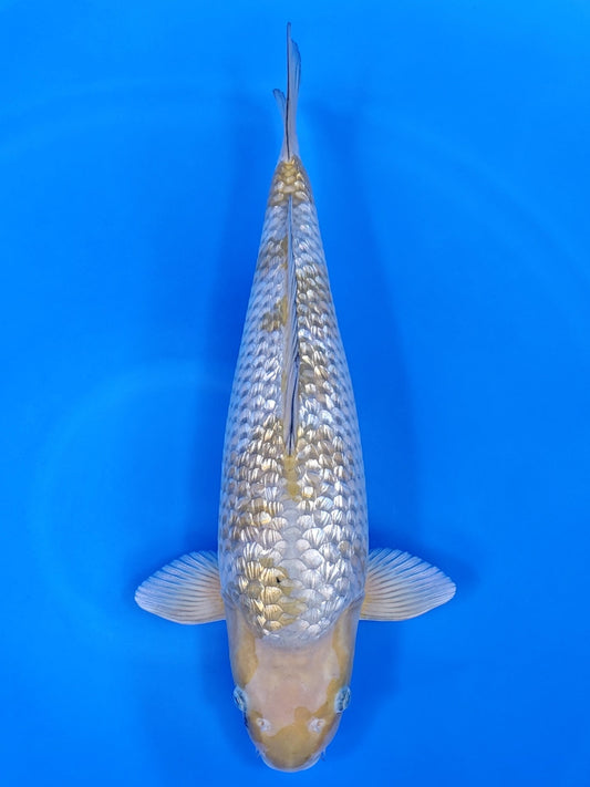 Koi fish for sale — 52 cm Hiroi Goshiki at ChampKoi