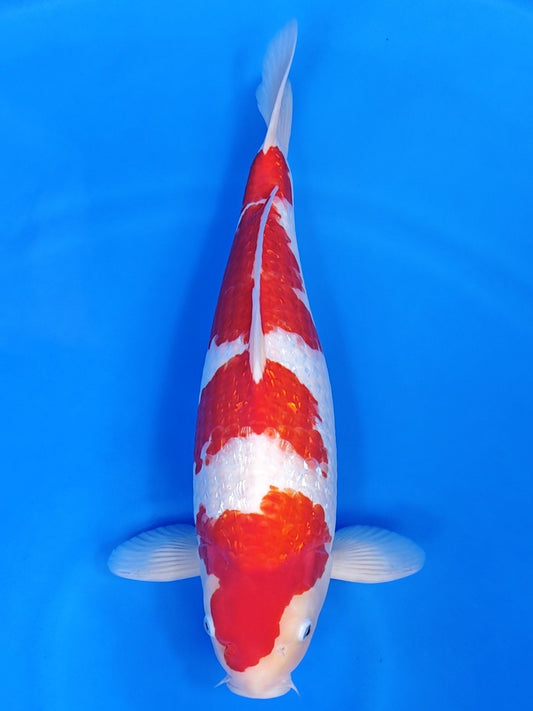 Koi fish for sale — 52 cm Hiroi Ginrin Kohaku at ChampKoi