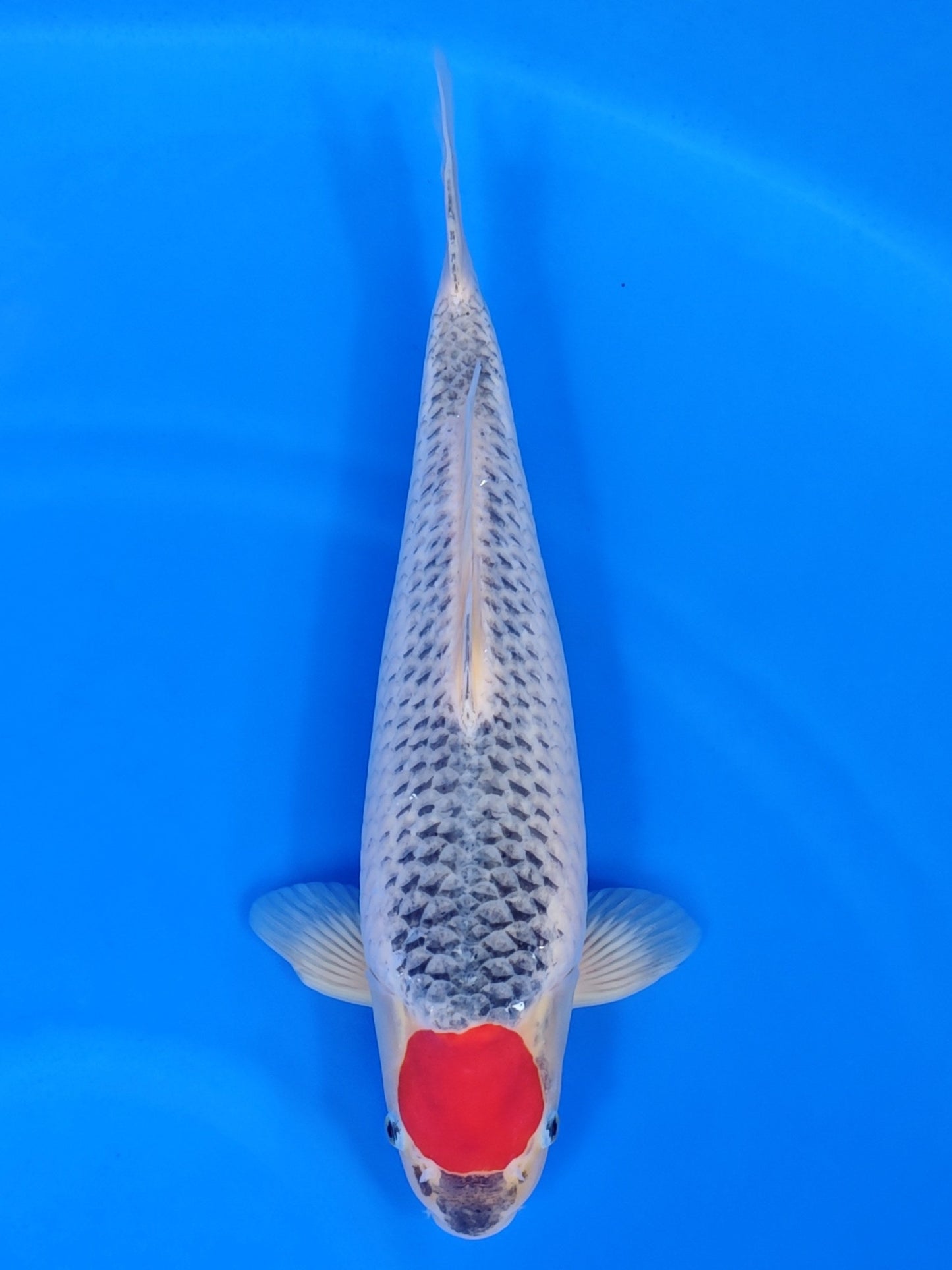 Koi fish for sale — 52 cm Hiroi Tancho Goshiki at ChampKoi