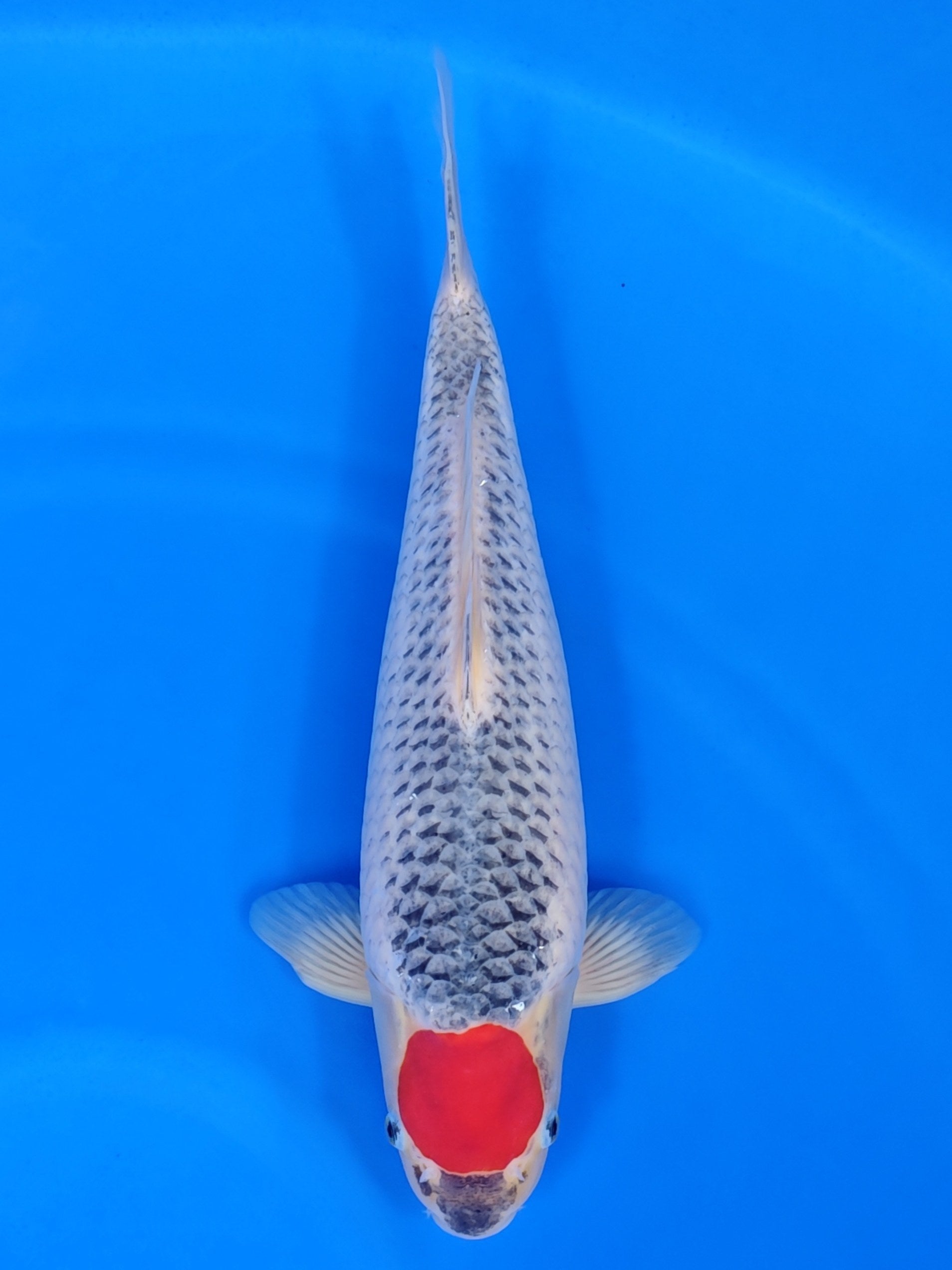 Koi fish for sale — 52 cm Hiroi Tancho Goshiki at ChampKoi