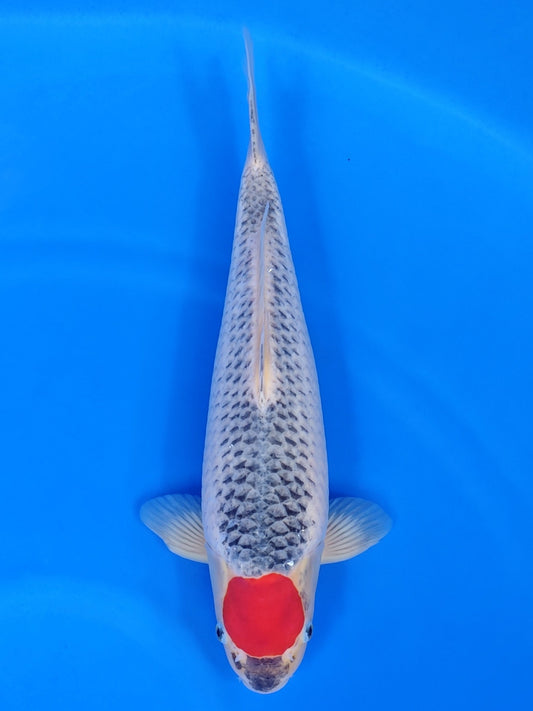 Koi fish for sale — 52 cm Hiroi Tancho Goshiki at ChampKoi