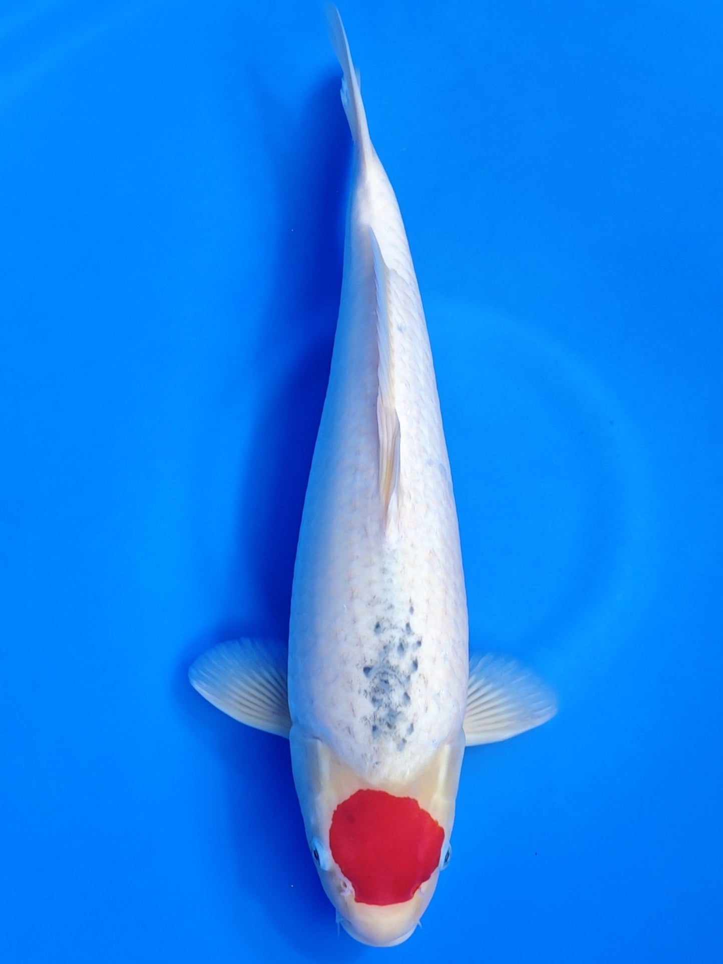 Koi fish for sale — 52 cm Hiroi Tancho Goshiki at ChampKoi