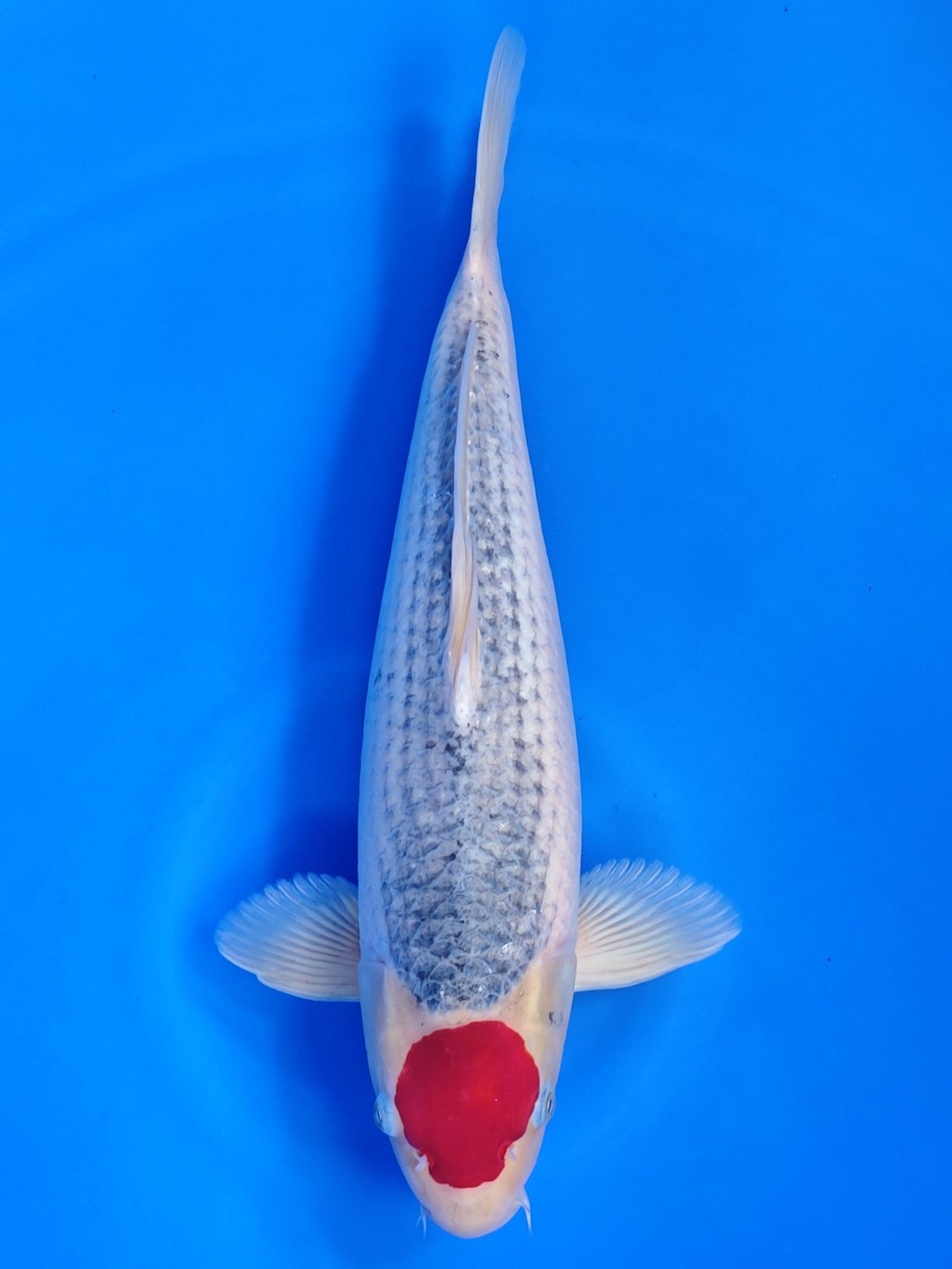 Koi fish for sale — 56 cm Hiroi Tancho Goshiki at ChampKoi