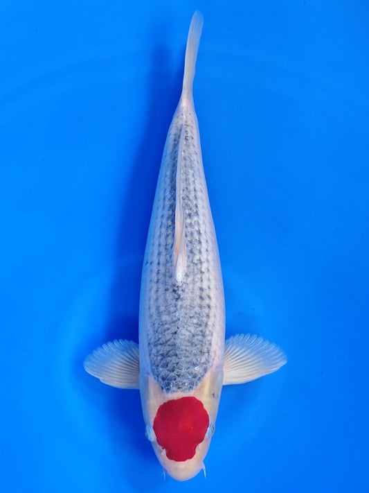 Koi fish for sale — 56 cm Hiroi Tancho Goshiki at ChampKoi
