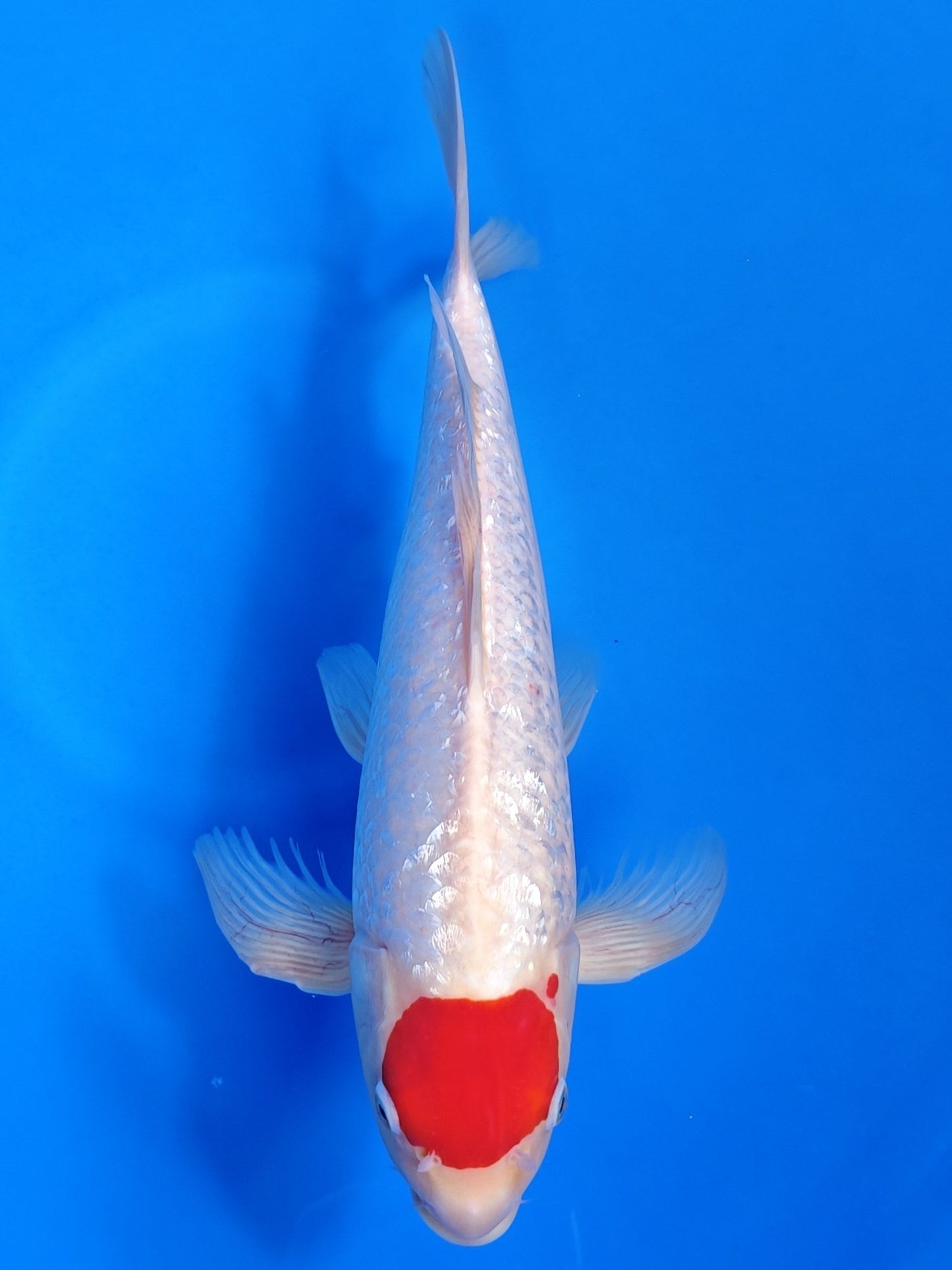 Koi fish for sale — 52 cm Suda Tancho Kohaku at ChampKoi