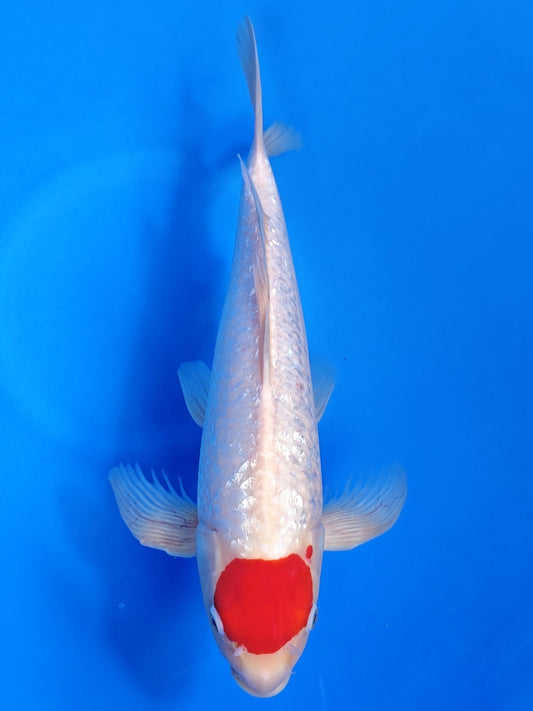 Koi fish for sale — 52 cm Suda Tancho Kohaku at ChampKoi