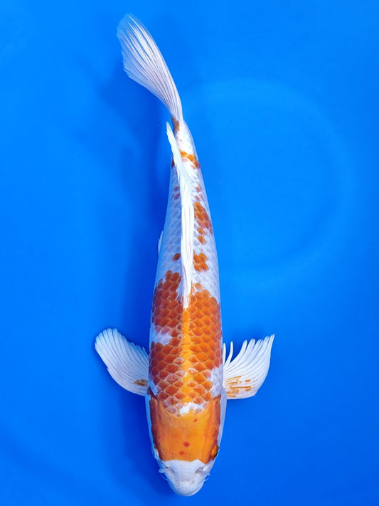 Koi fish for sale — 52 cm Suda Kujaku Long Fin at ChampKoi