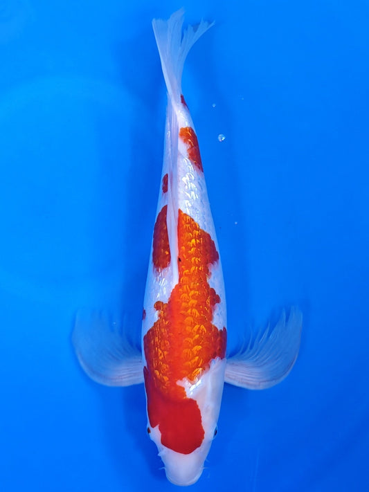 Koi fish for sale — 52 cm Suda Ginrin Kohaku at ChampKoi