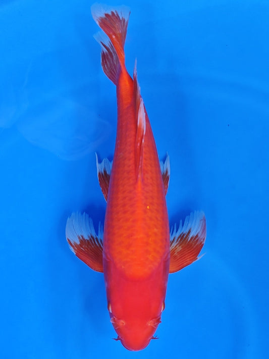 Koi fish for sale — 52 cm Suda Benigoi Long Fin at ChampKoi