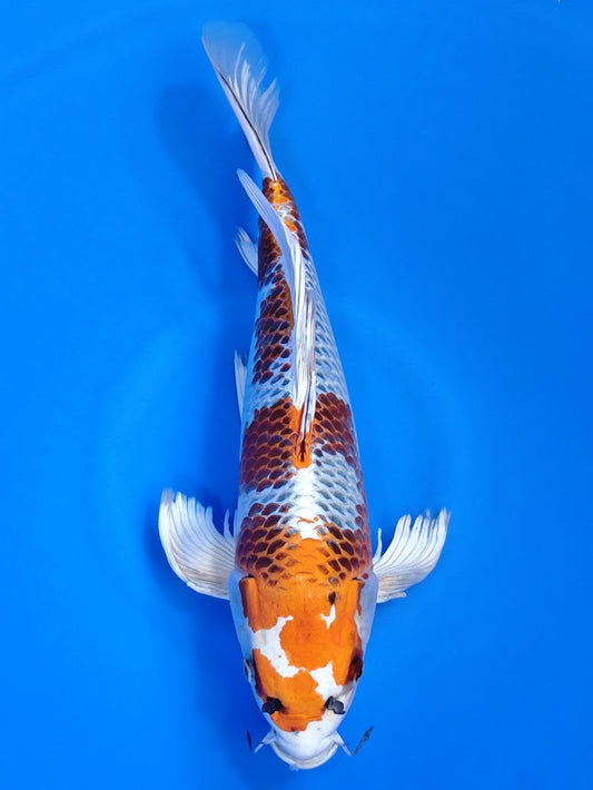 Koi fish for sale — 52 cm Suda Butterfly Kujaku at ChampKoi