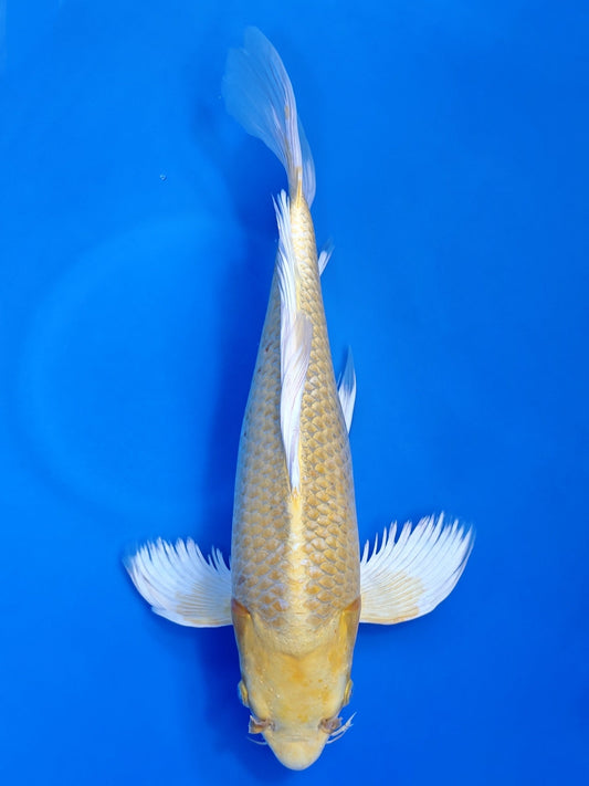 Koi fish for sale — 47 cm Suda Yamabuki Ogon Longfin at ChampKoi