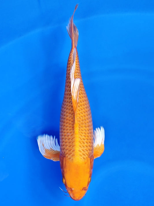 Koi fish for sale — 47 cm Suda Orenji Ogon Longfin at ChampKoi